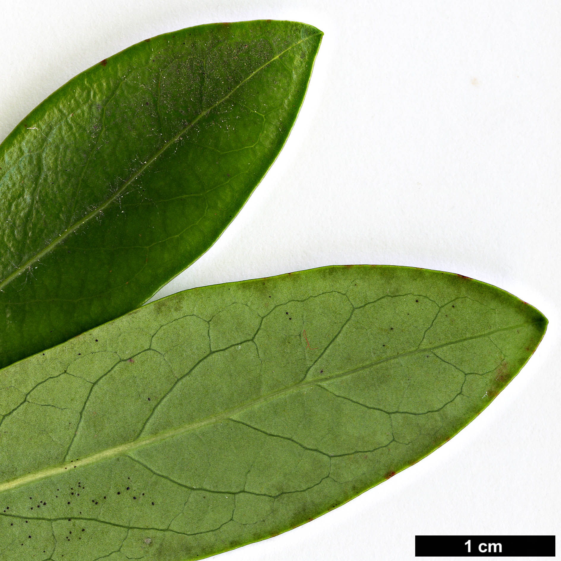 High resolution image: Family: Salicaceae - Genus: Azara - Taxon: uruguayensis