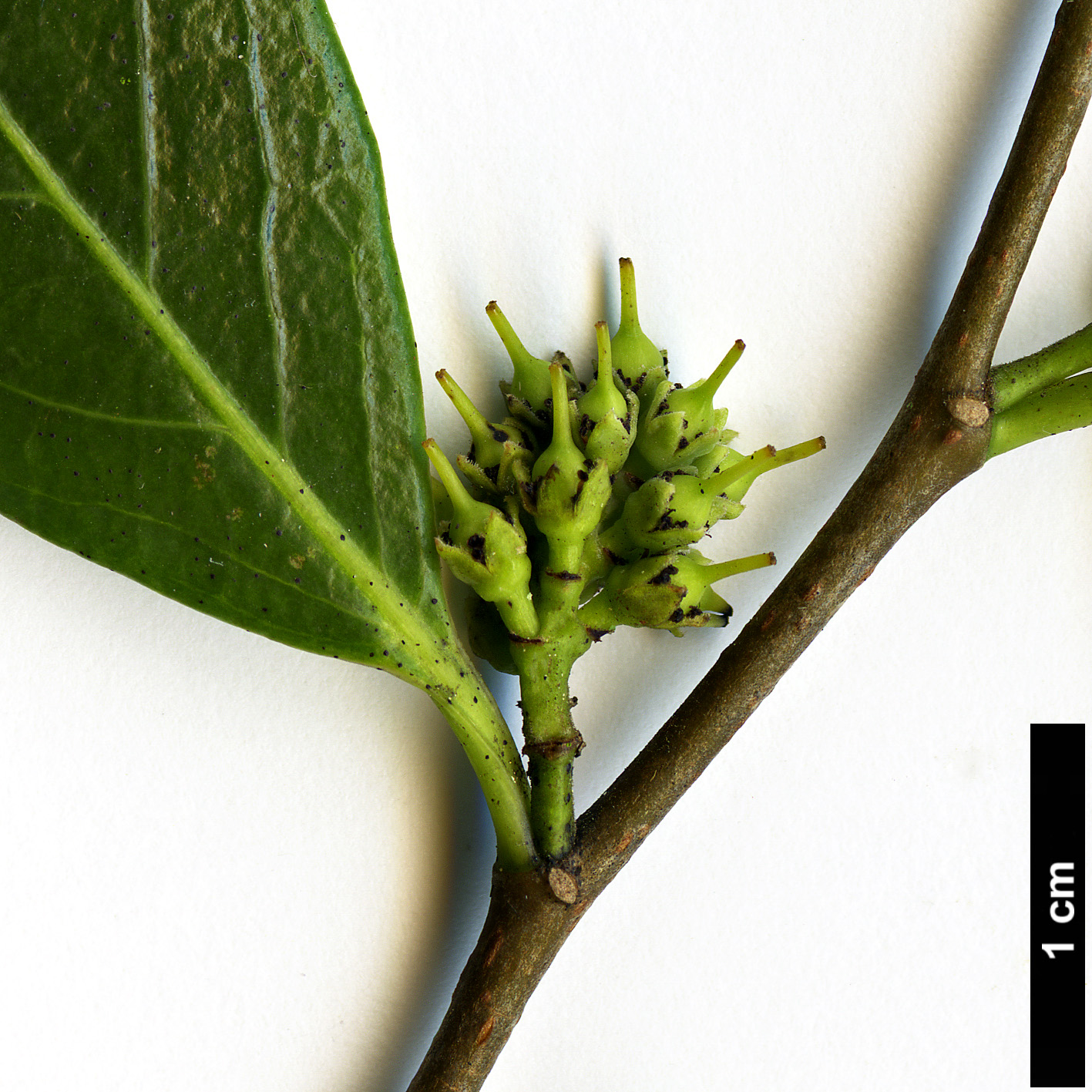 High resolution image: Family: Salicaceae - Genus: Azara - Taxon: uruguayensis