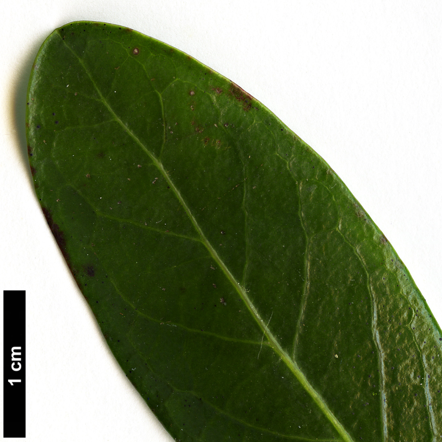 High resolution image: Family: Salicaceae - Genus: Azara - Taxon: uruguayensis