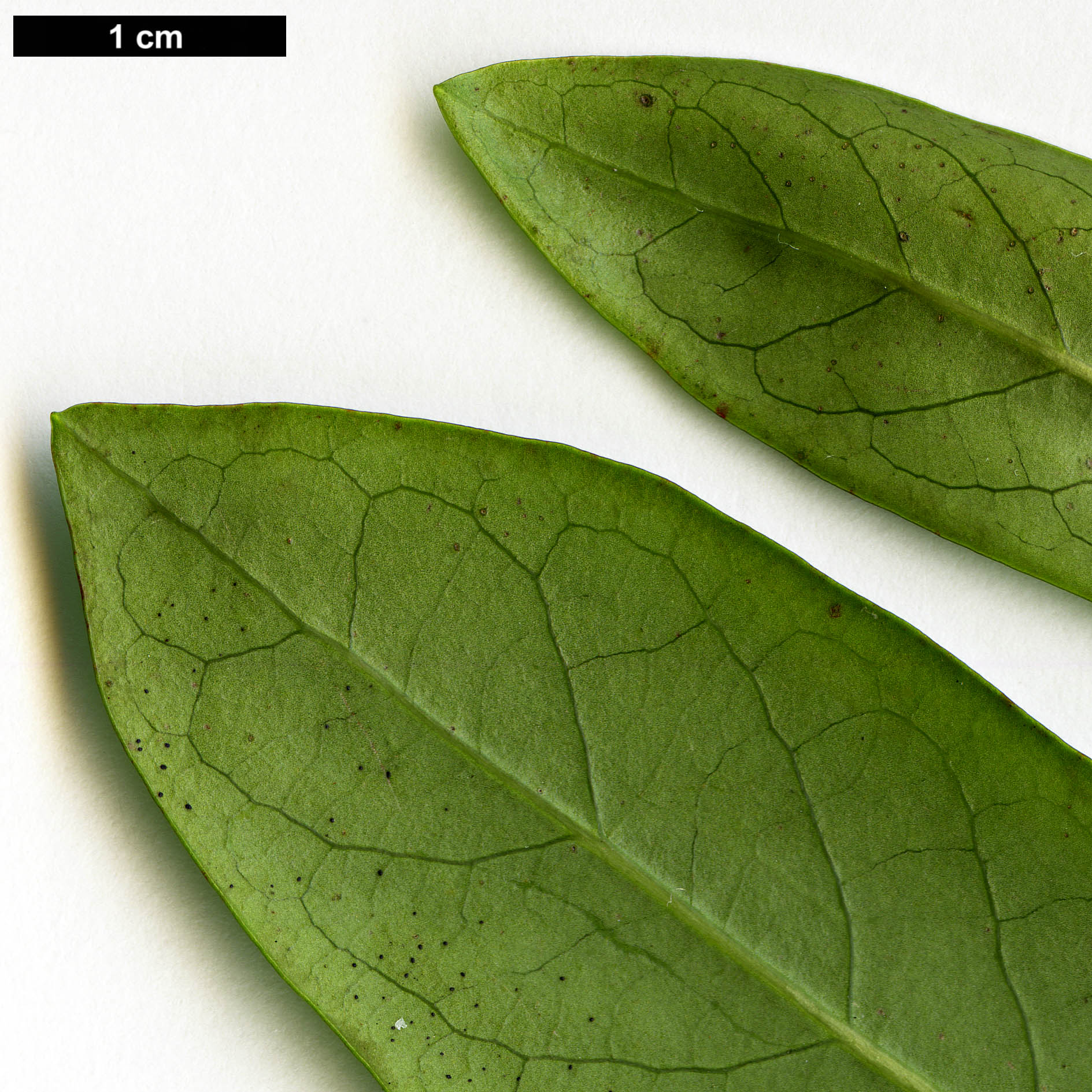 High resolution image: Family: Salicaceae - Genus: Azara - Taxon: uruguayensis