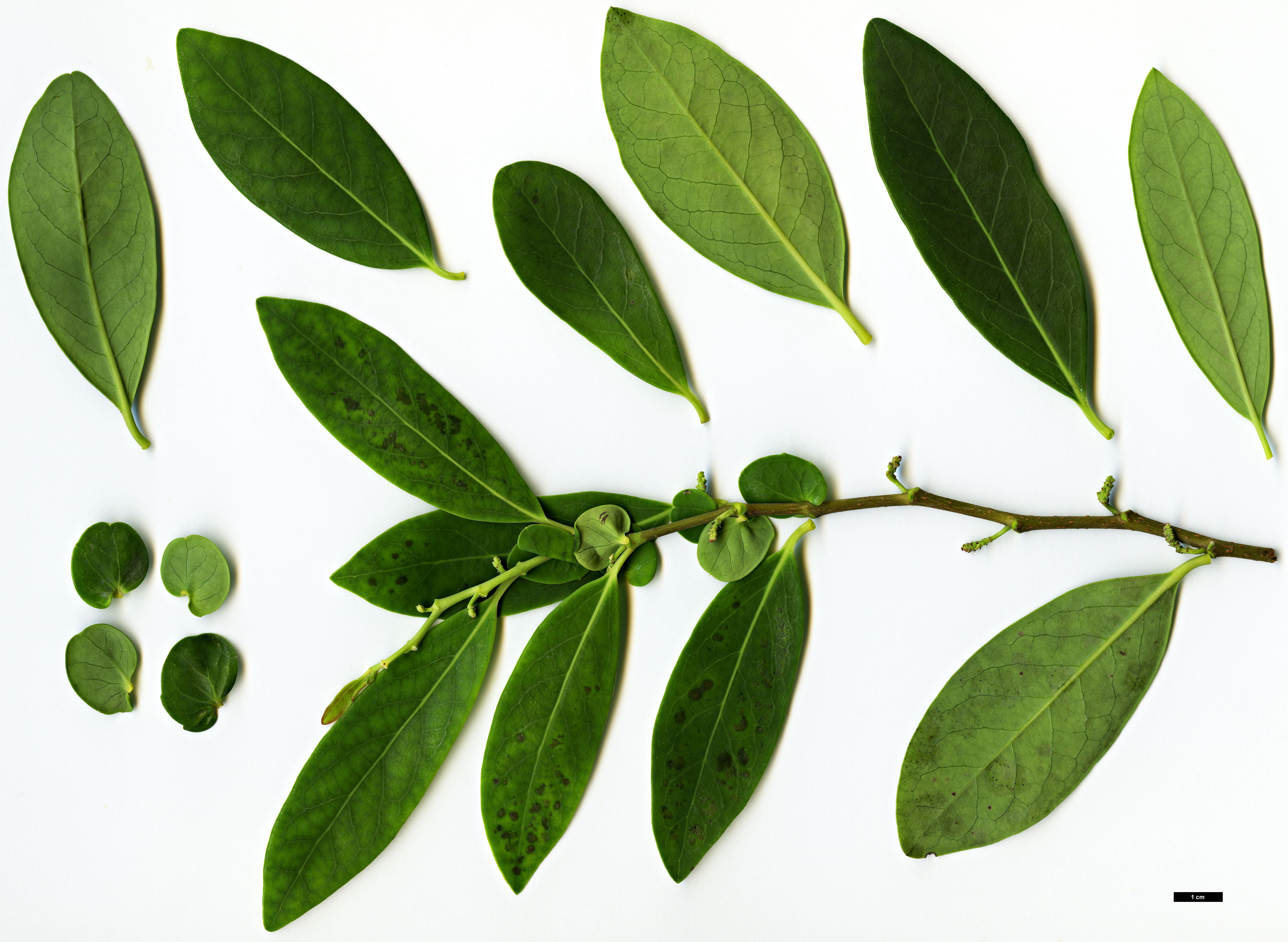 High resolution image: Family: Salicaceae - Genus: Azara - Taxon: uruguayensis