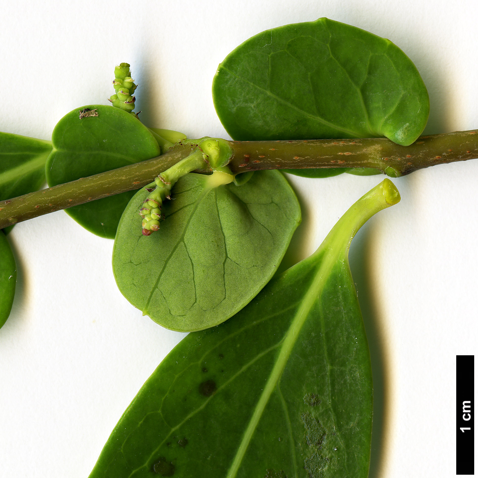 High resolution image: Family: Salicaceae - Genus: Azara - Taxon: uruguayensis