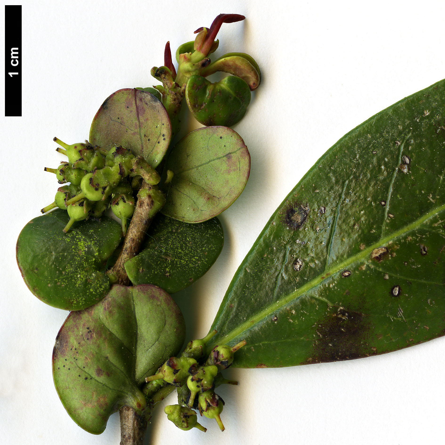 High resolution image: Family: Salicaceae - Genus: Azara - Taxon: uruguayensis