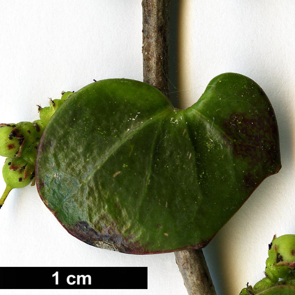 High resolution image: Family: Salicaceae - Genus: Azara - Taxon: uruguayensis