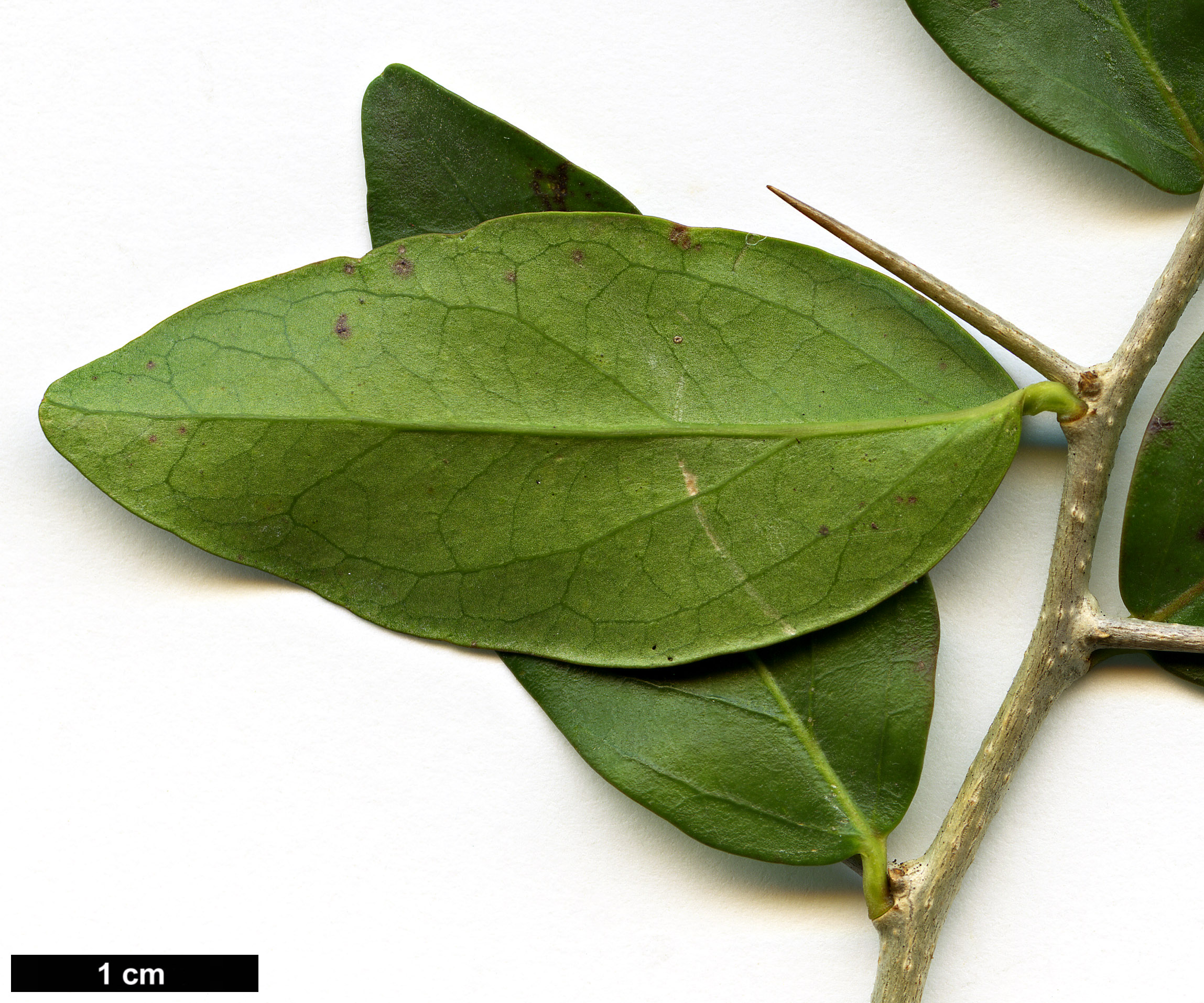 High resolution image: Family: Salicaceae - Genus: Dovyalis - Taxon: caffra