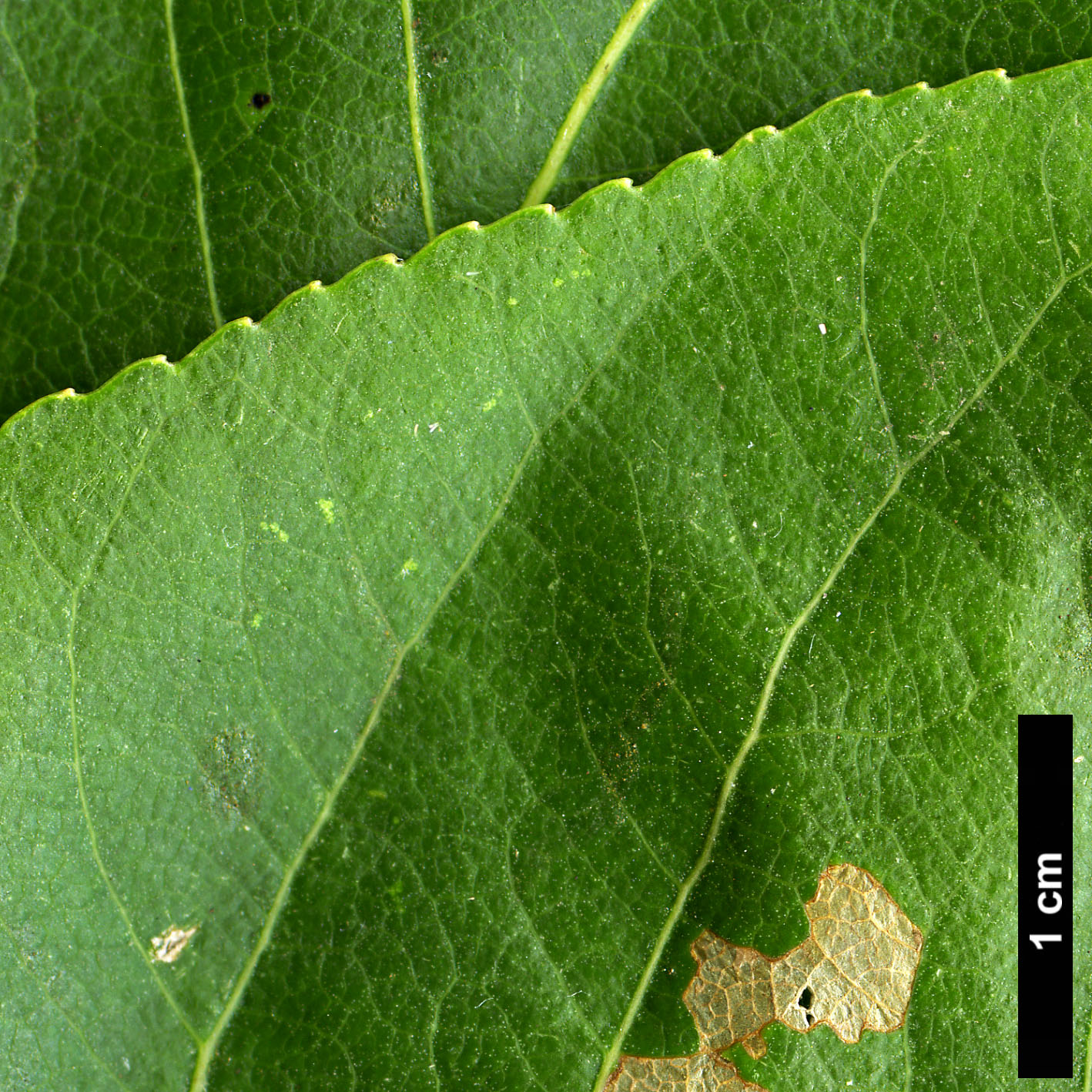 High resolution image: Family: Salicaceae - Genus: Populus - Taxon: adenopoda