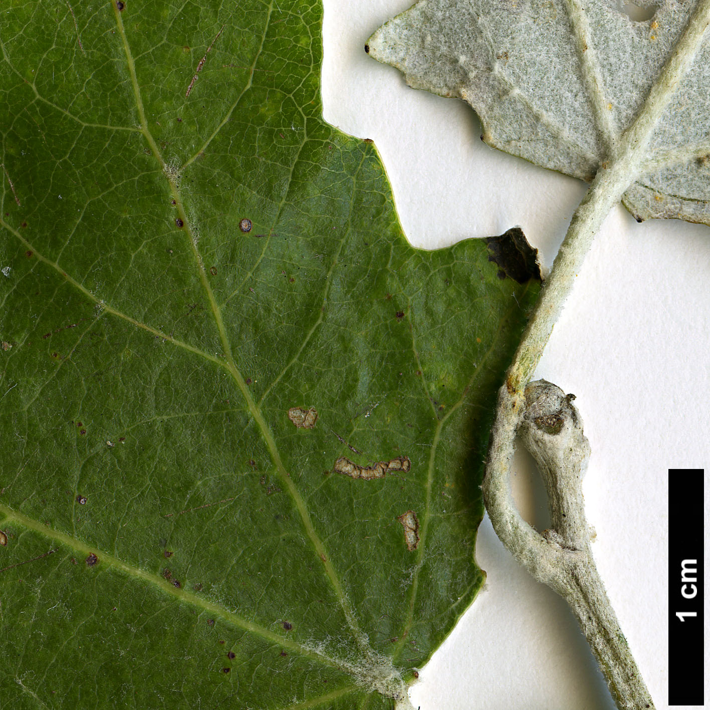 High resolution image: Family: Salicaceae - Genus: Populus - Taxon: alba