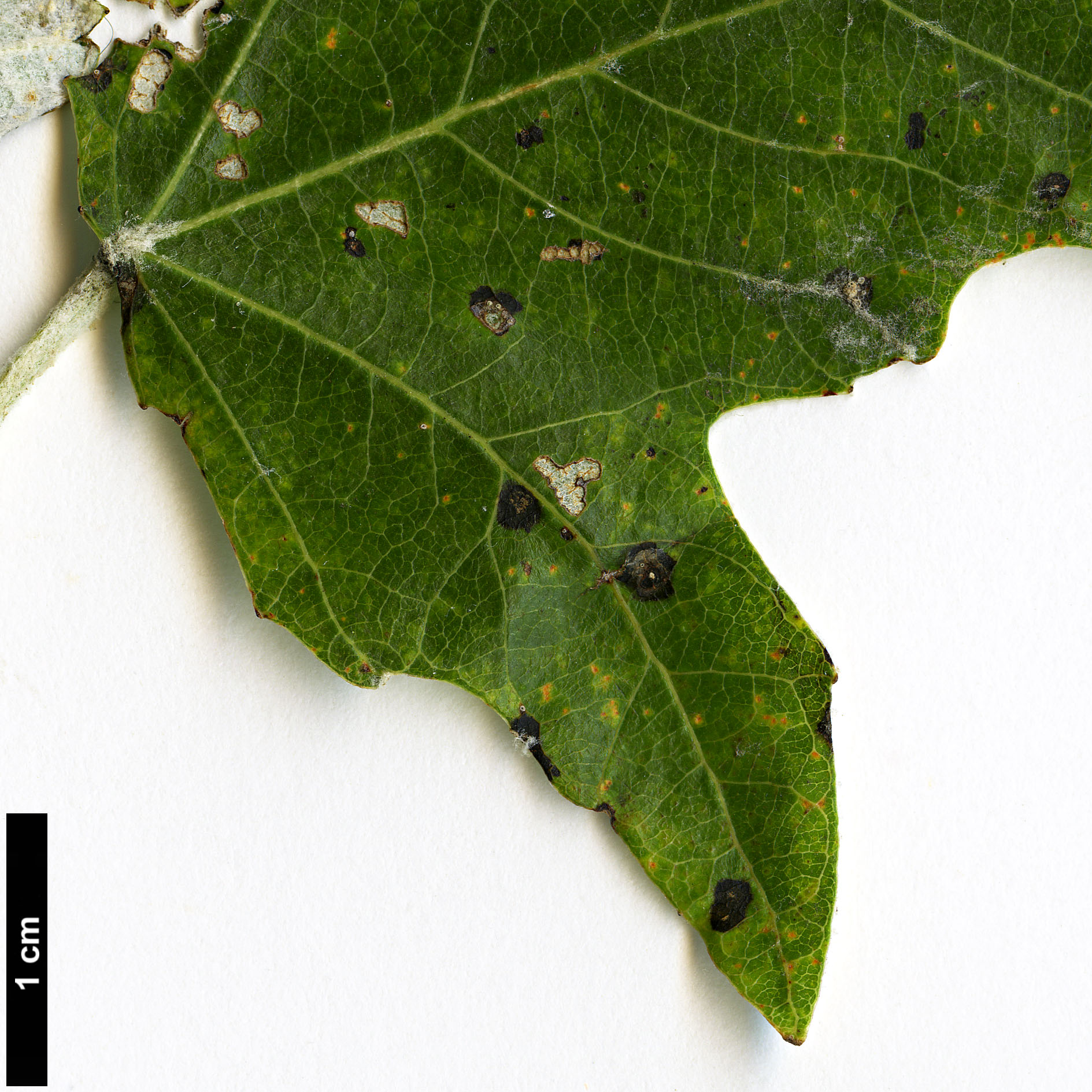 High resolution image: Family: Salicaceae - Genus: Populus - Taxon: alba