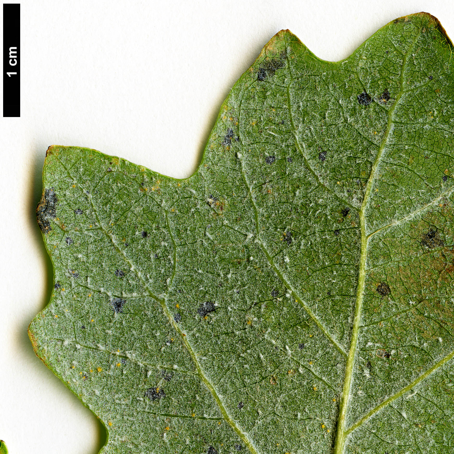 High resolution image: Family: Salicaceae - Genus: Populus - Taxon: alba