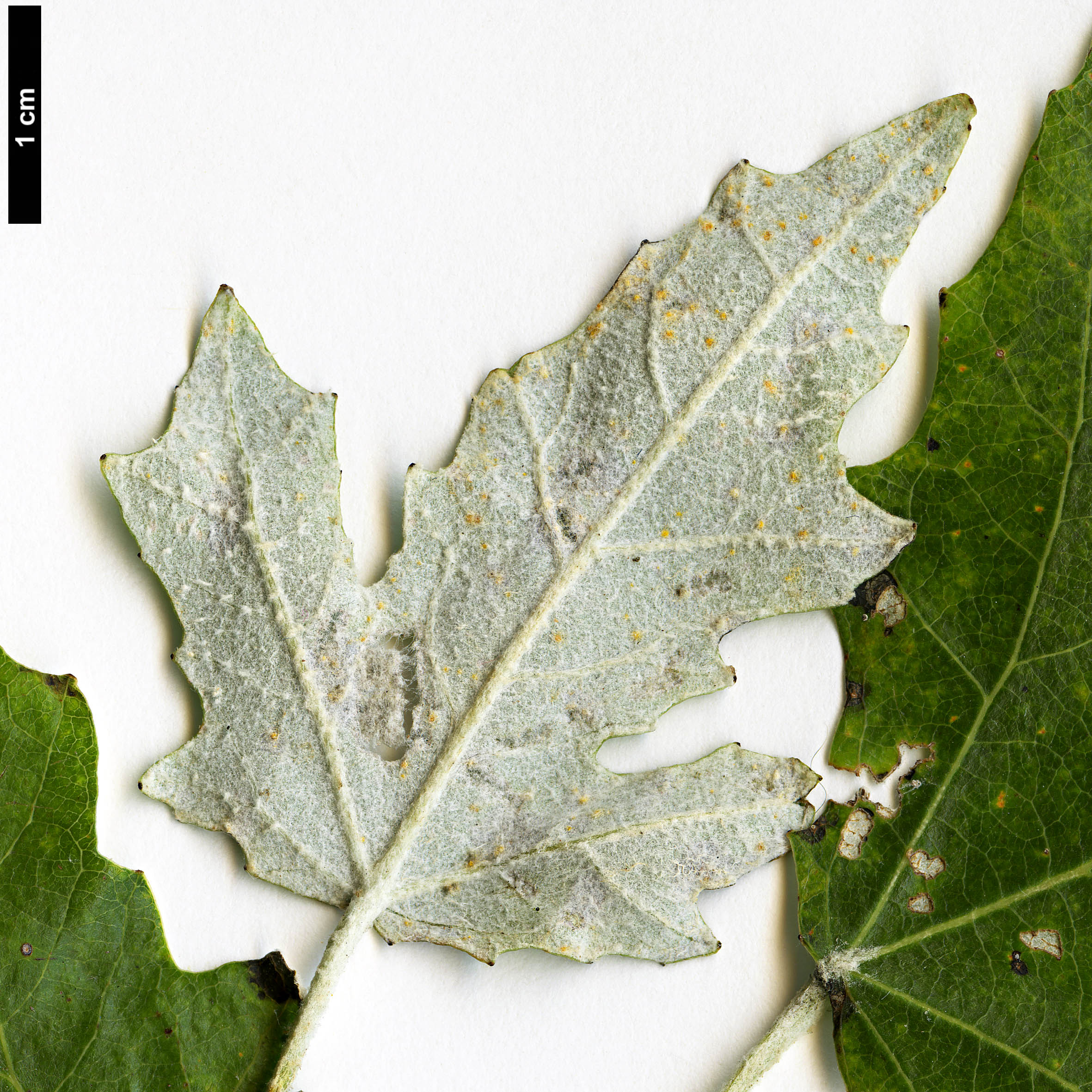 High resolution image: Family: Salicaceae - Genus: Populus - Taxon: alba