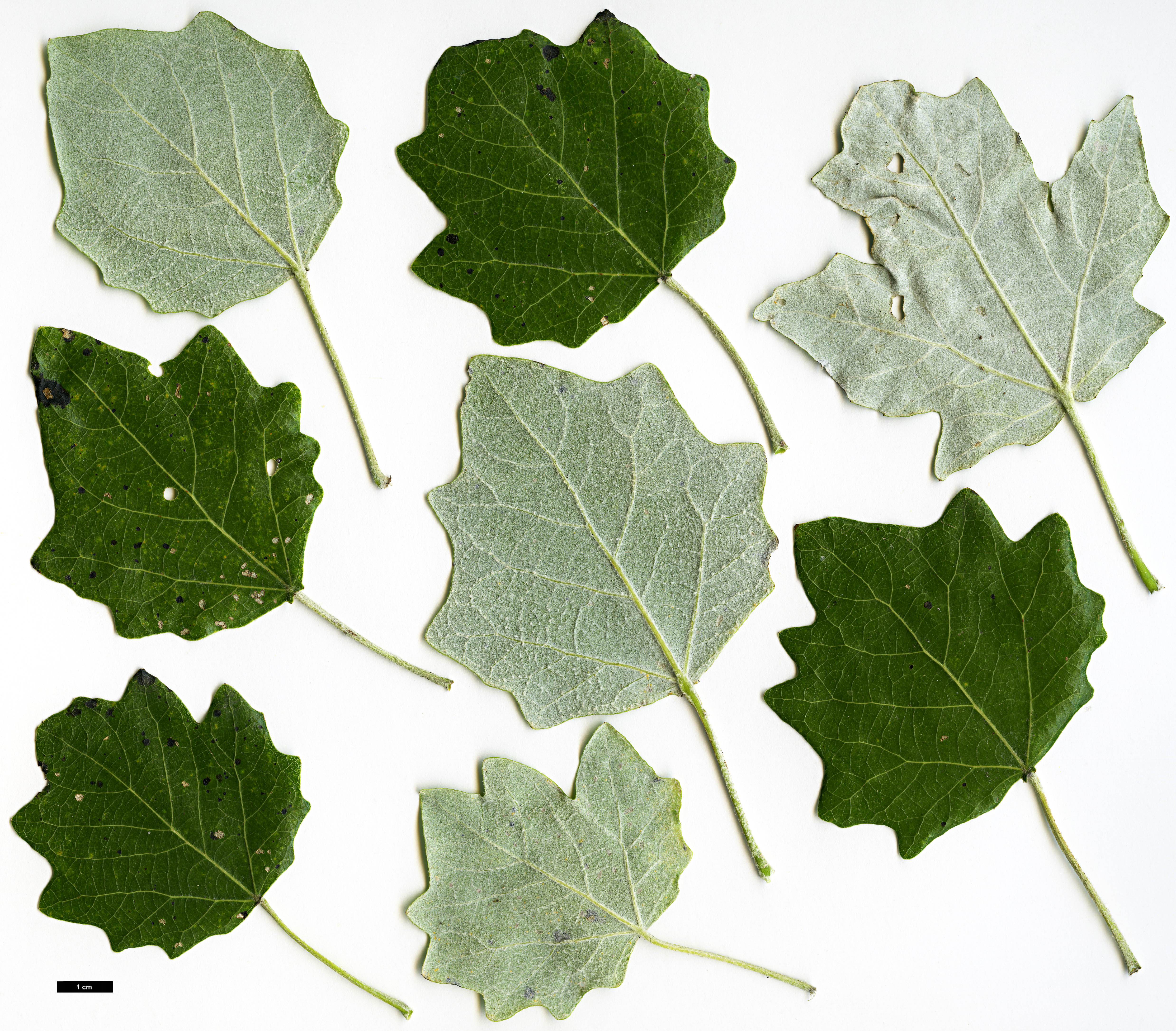 High resolution image: Family: Salicaceae - Genus: Populus - Taxon: alba