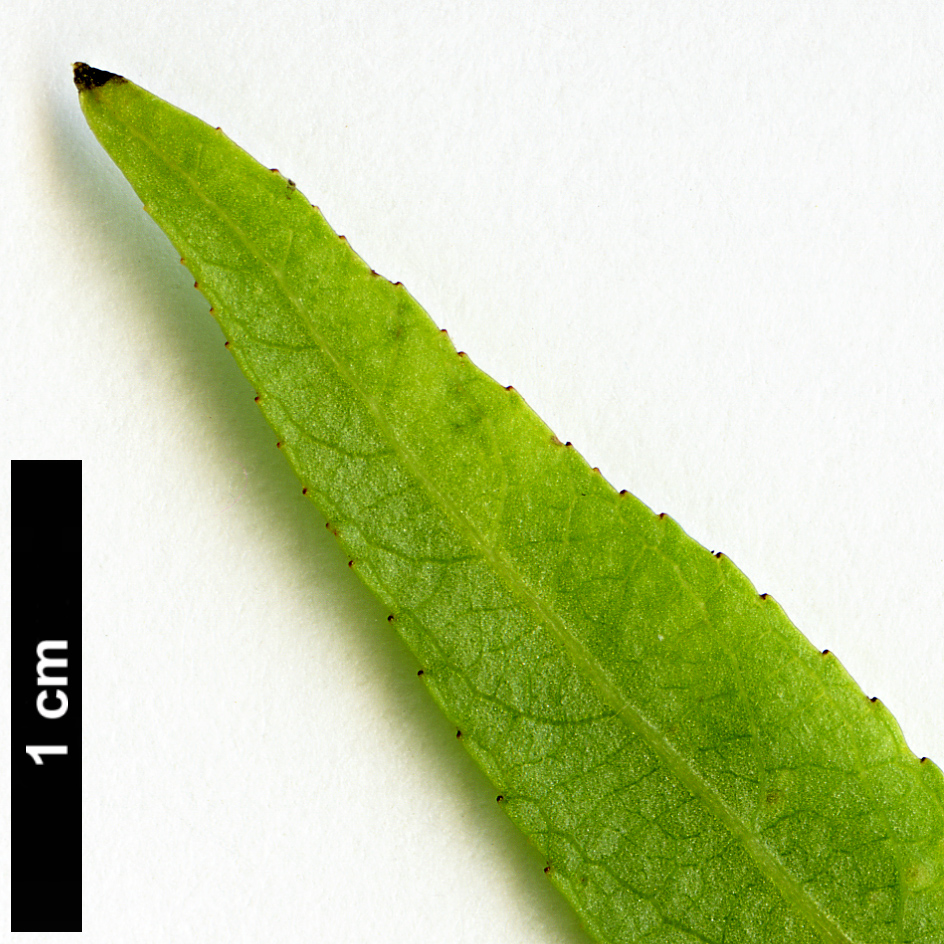 High resolution image: Family: Salicaceae - Genus: Populus - Taxon: angustifolia