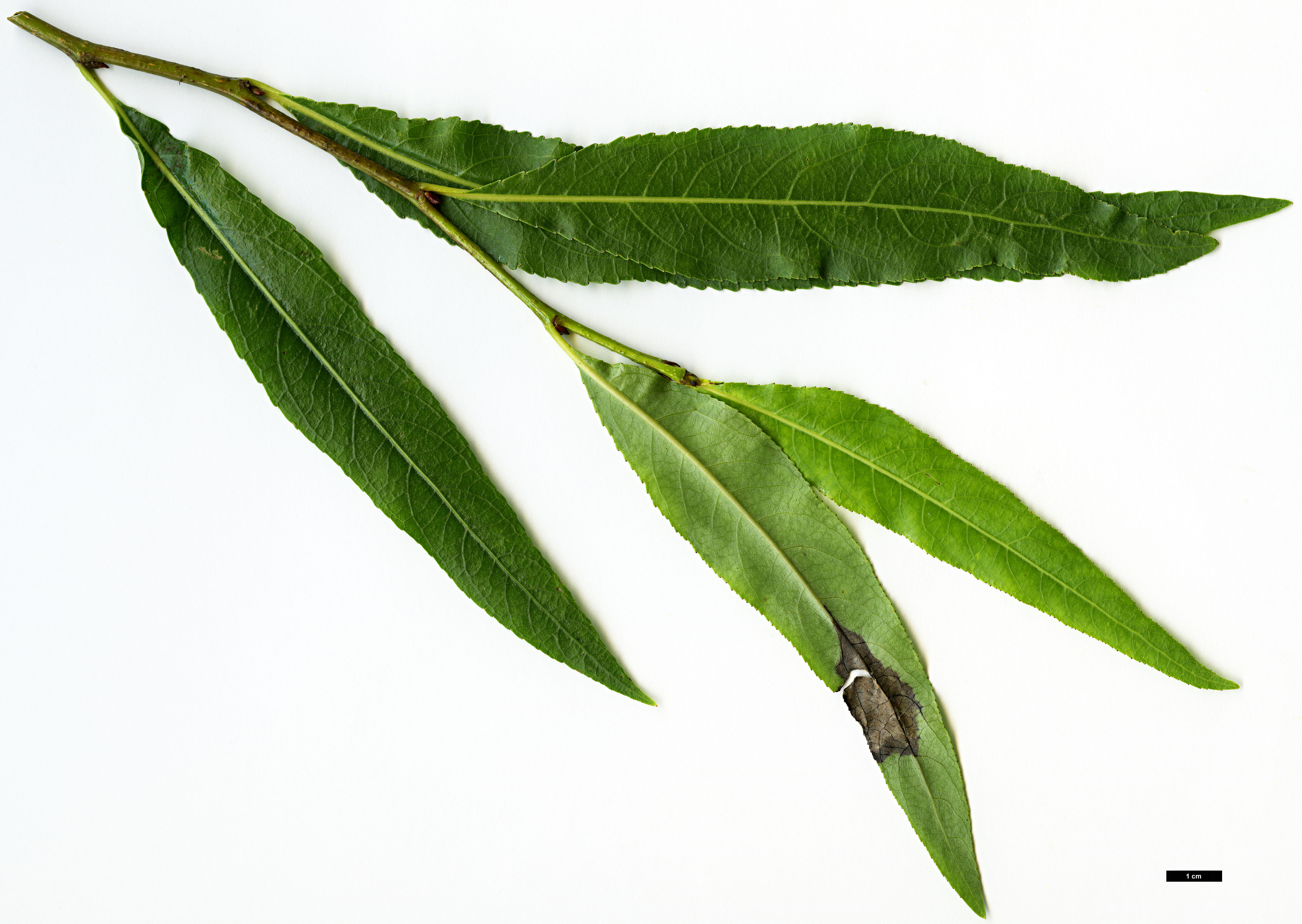 High resolution image: Family: Salicaceae - Genus: Populus - Taxon: angustifolia