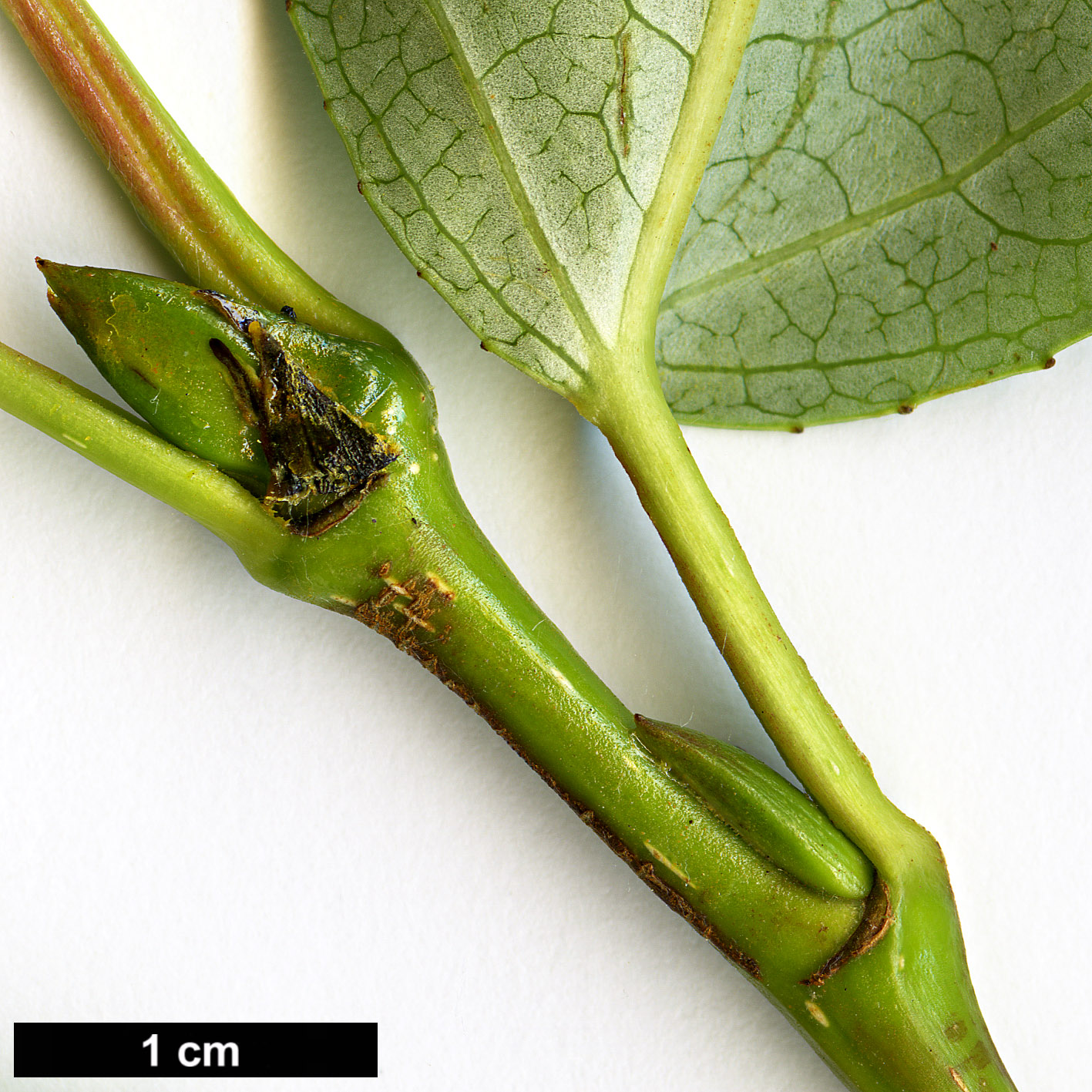 High resolution image: Family: Salicaceae - Genus: Populus - Taxon: cathayana