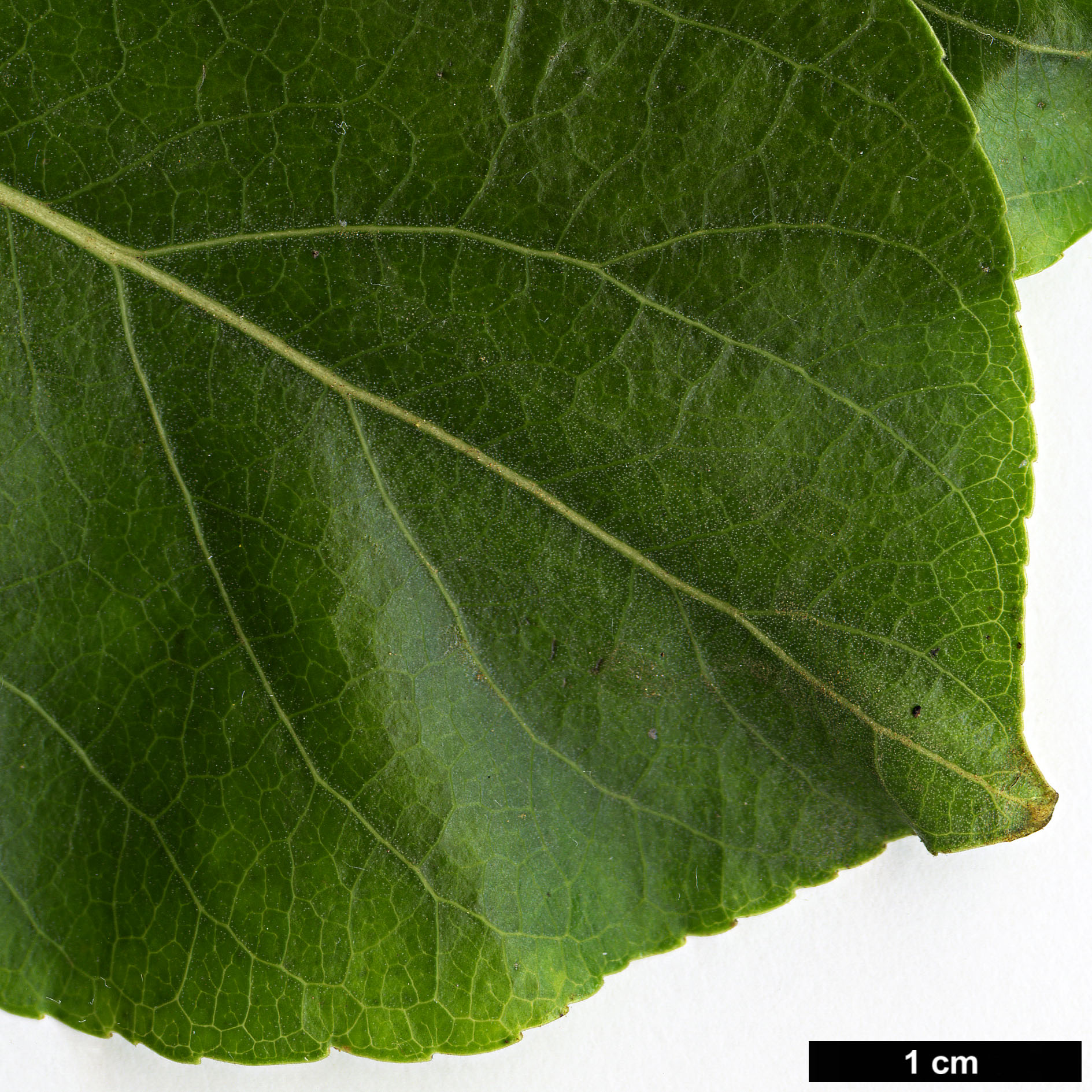 High resolution image: Family: Salicaceae - Genus: Populus - Taxon: cathayana