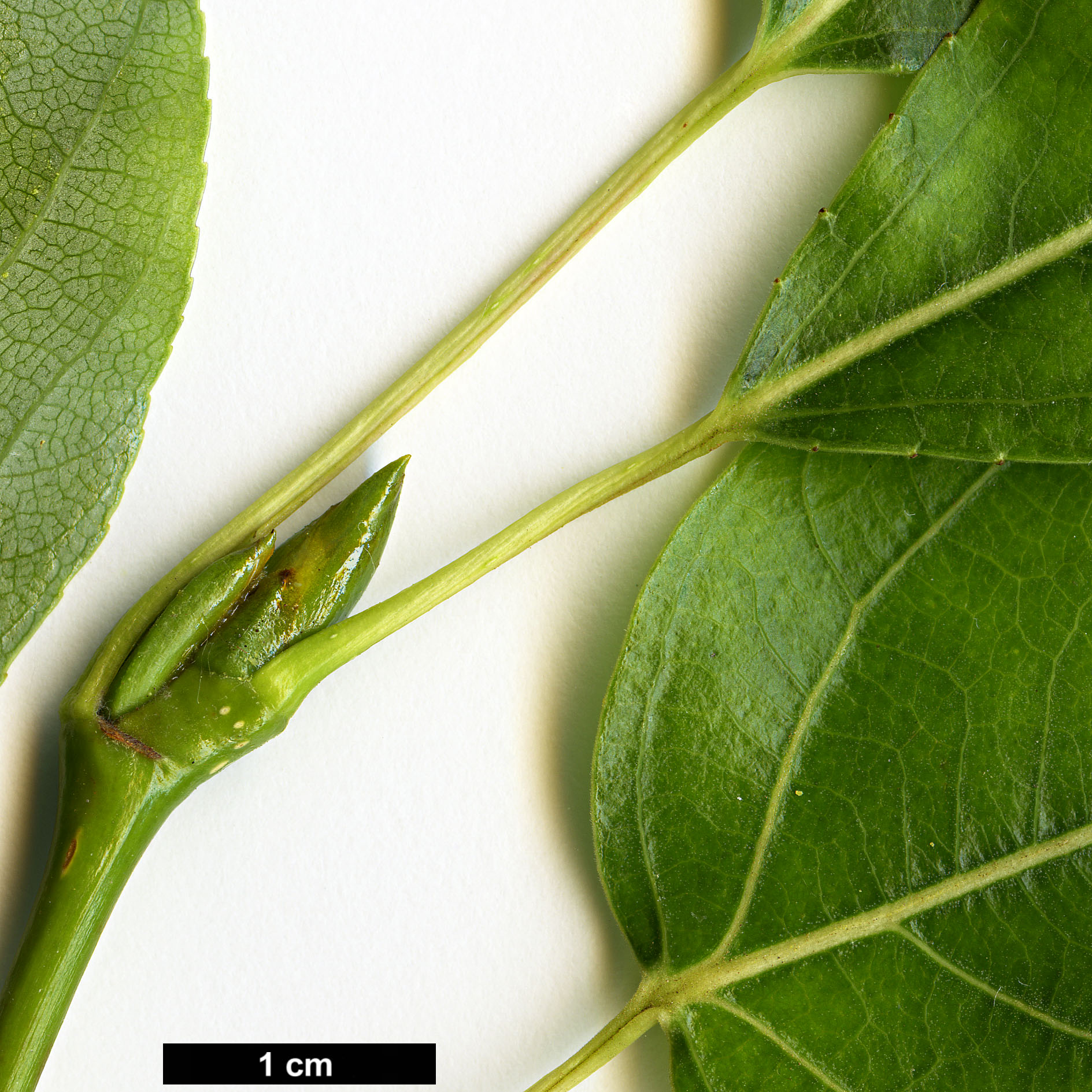 High resolution image: Family: Salicaceae - Genus: Populus - Taxon: cathayana