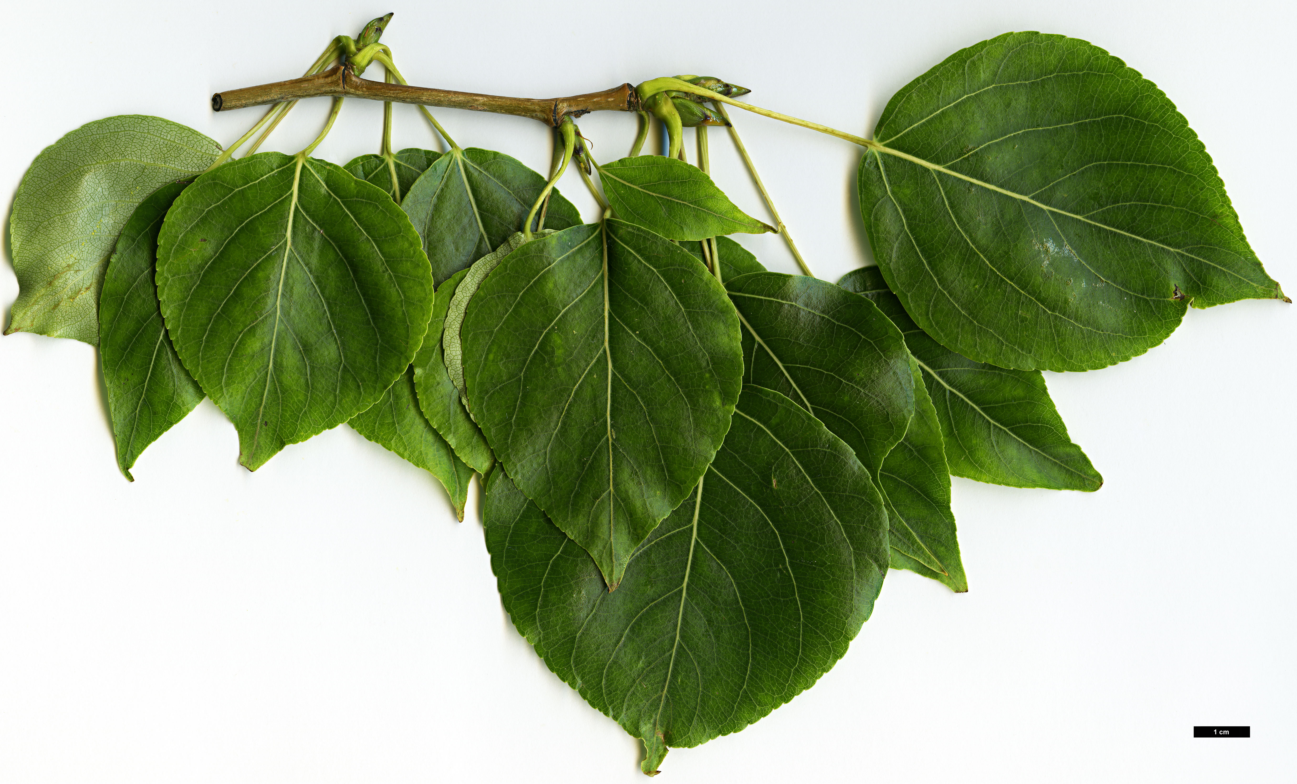 High resolution image: Family: Salicaceae - Genus: Populus - Taxon: cathayana