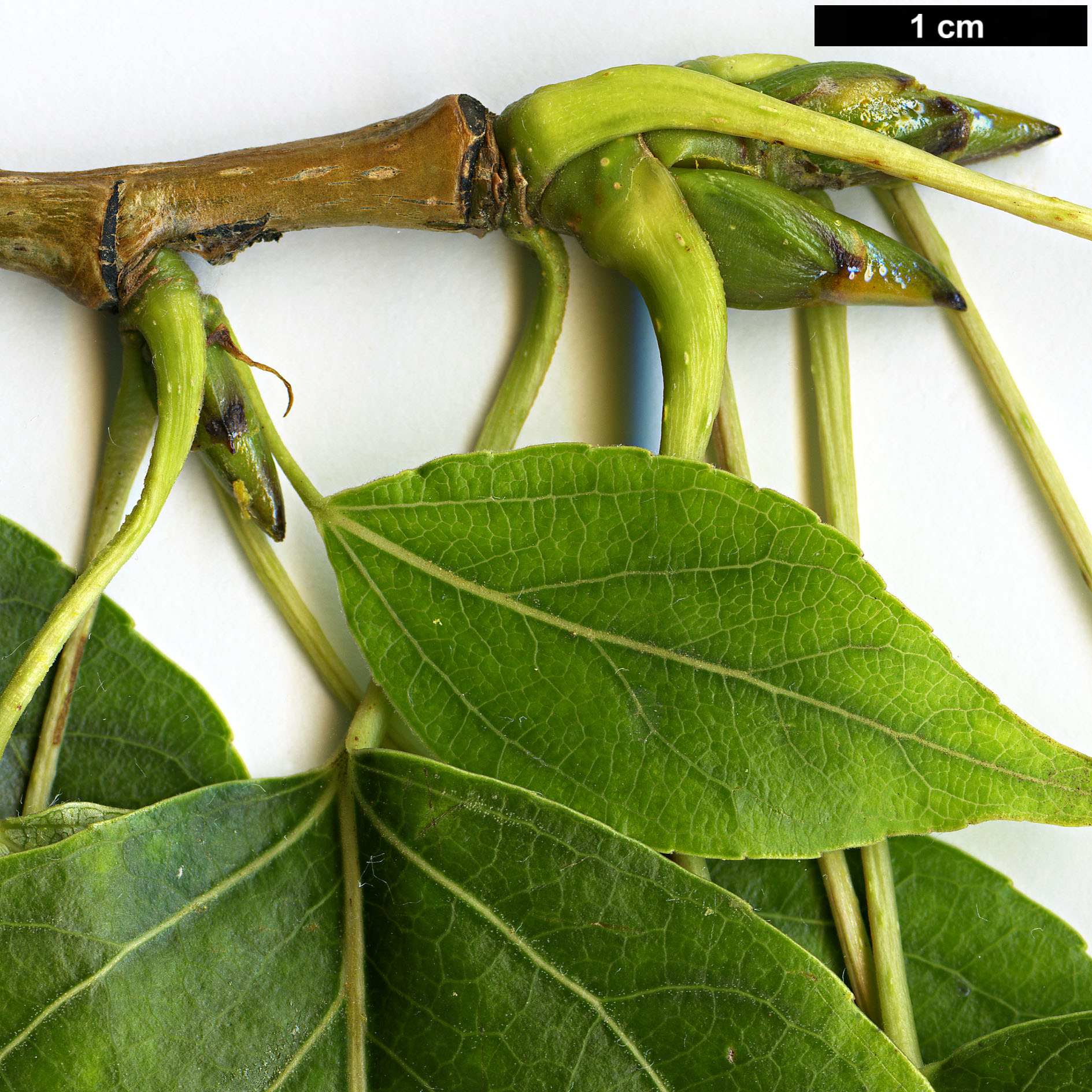 High resolution image: Family: Salicaceae - Genus: Populus - Taxon: cathayana