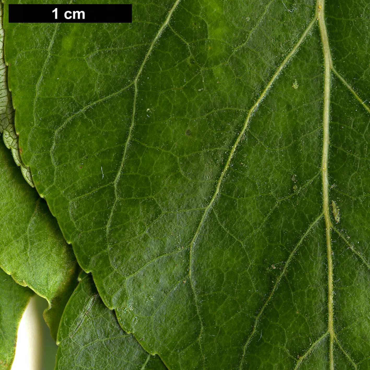 High resolution image: Family: Salicaceae - Genus: Populus - Taxon: cathayana