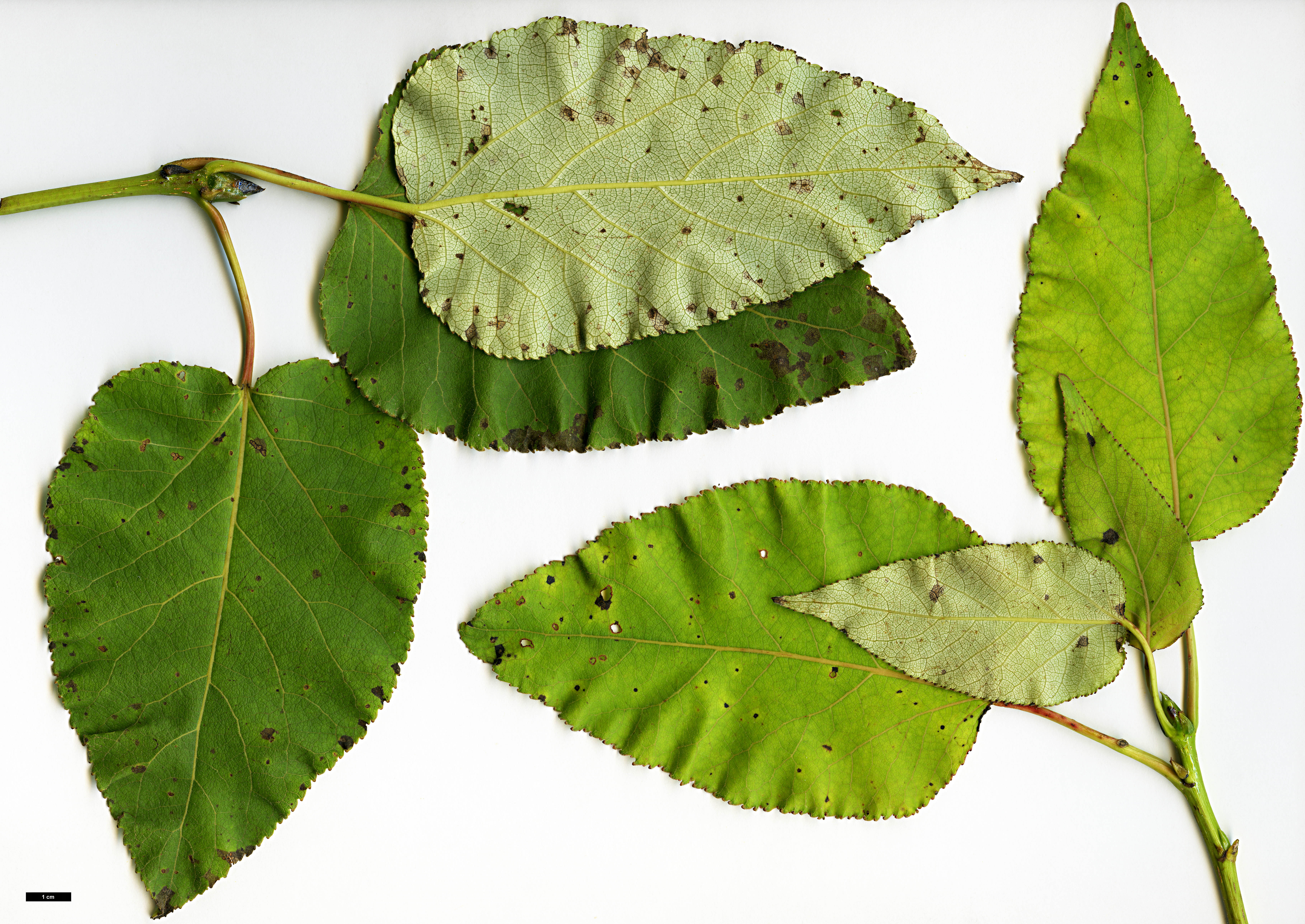 High resolution image: Family: Salicaceae - Genus: Populus - Taxon: ciliata