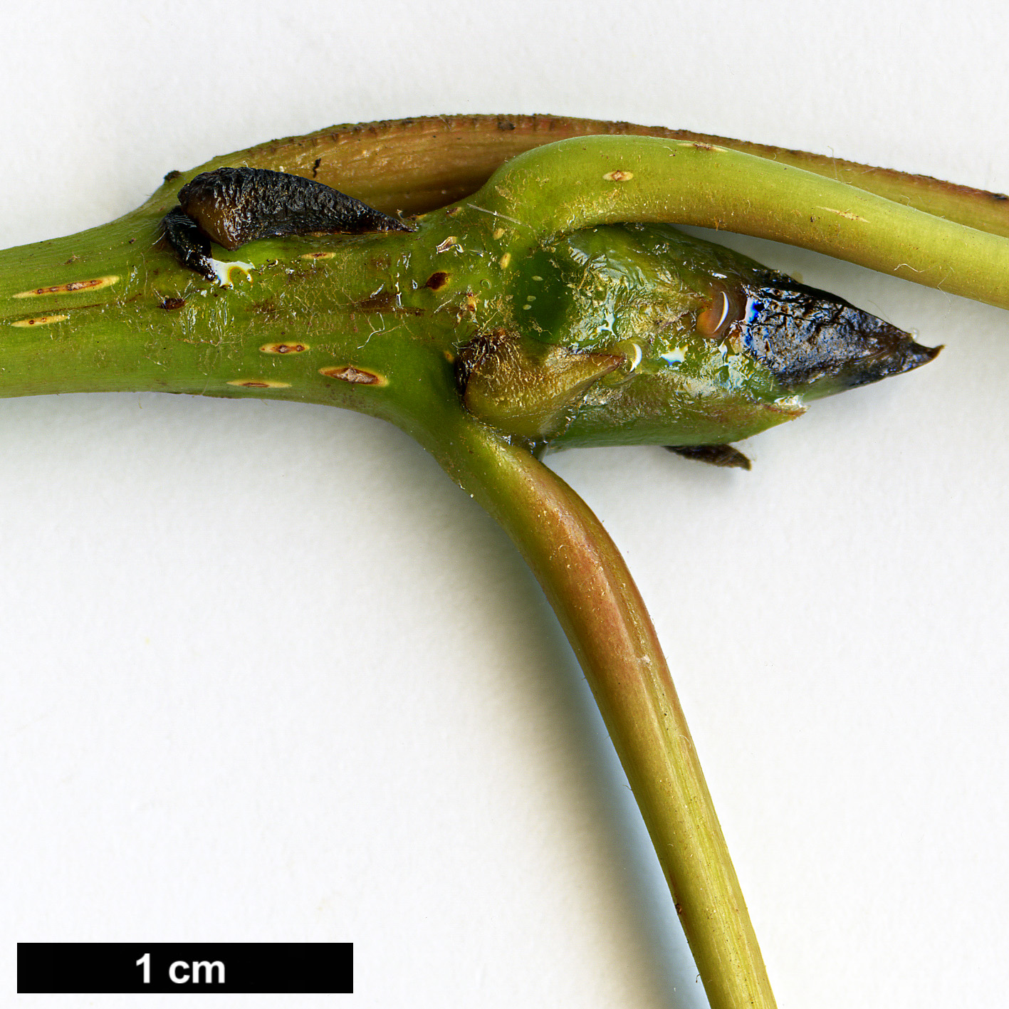 High resolution image: Family: Salicaceae - Genus: Populus - Taxon: ciliata