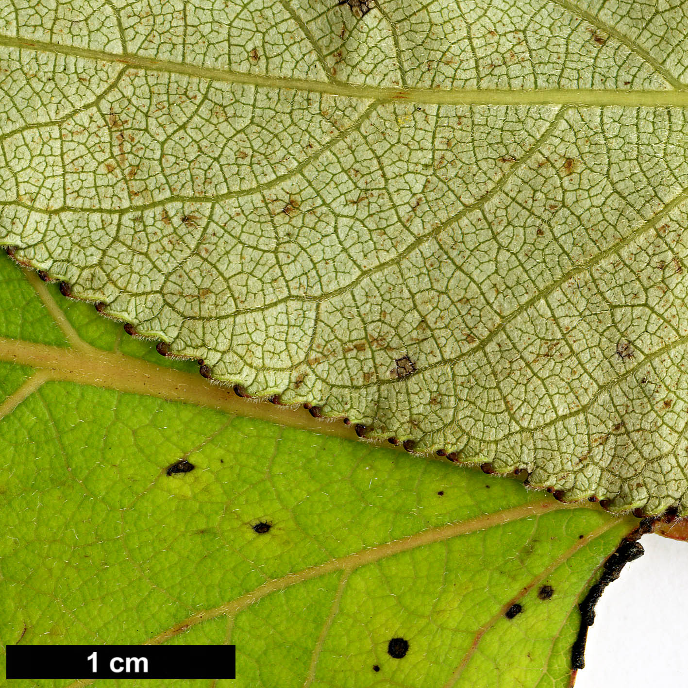 High resolution image: Family: Salicaceae - Genus: Populus - Taxon: ciliata