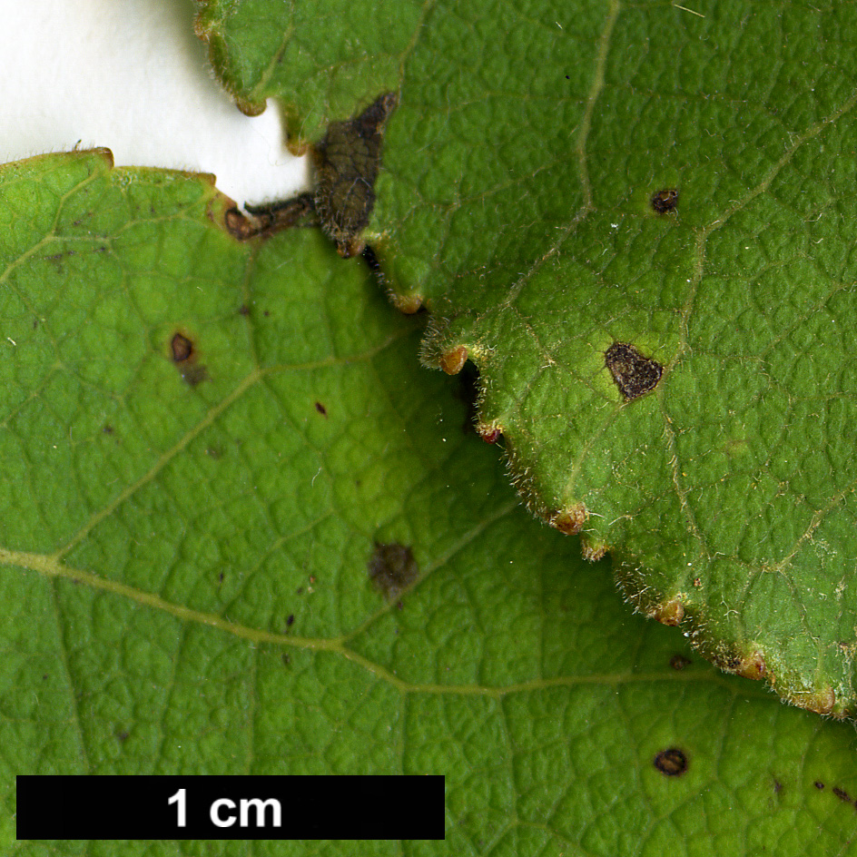 High resolution image: Family: Salicaceae - Genus: Populus - Taxon: ciliata