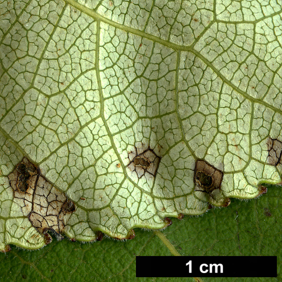 High resolution image: Family: Salicaceae - Genus: Populus - Taxon: ciliata