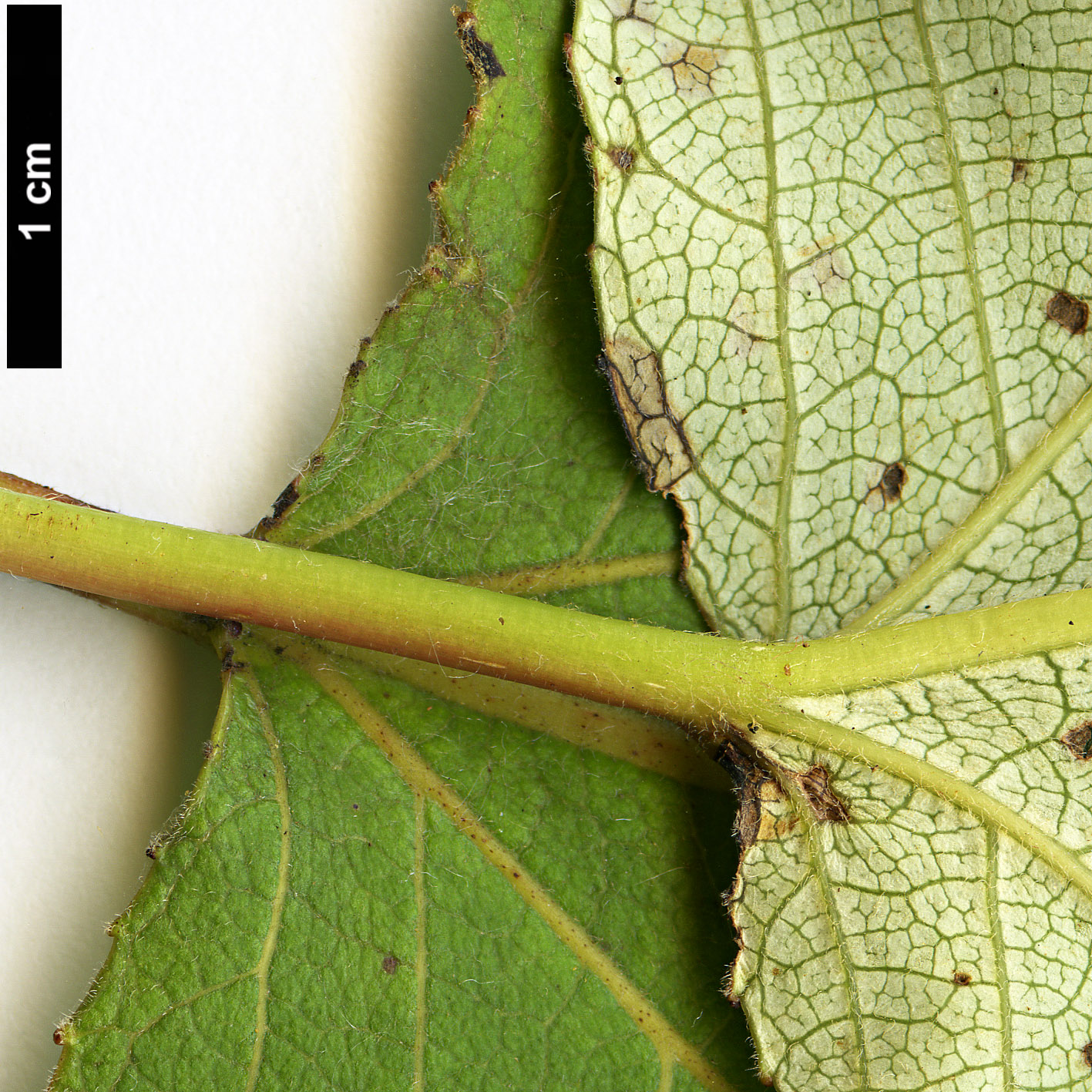 High resolution image: Family: Salicaceae - Genus: Populus - Taxon: ciliata