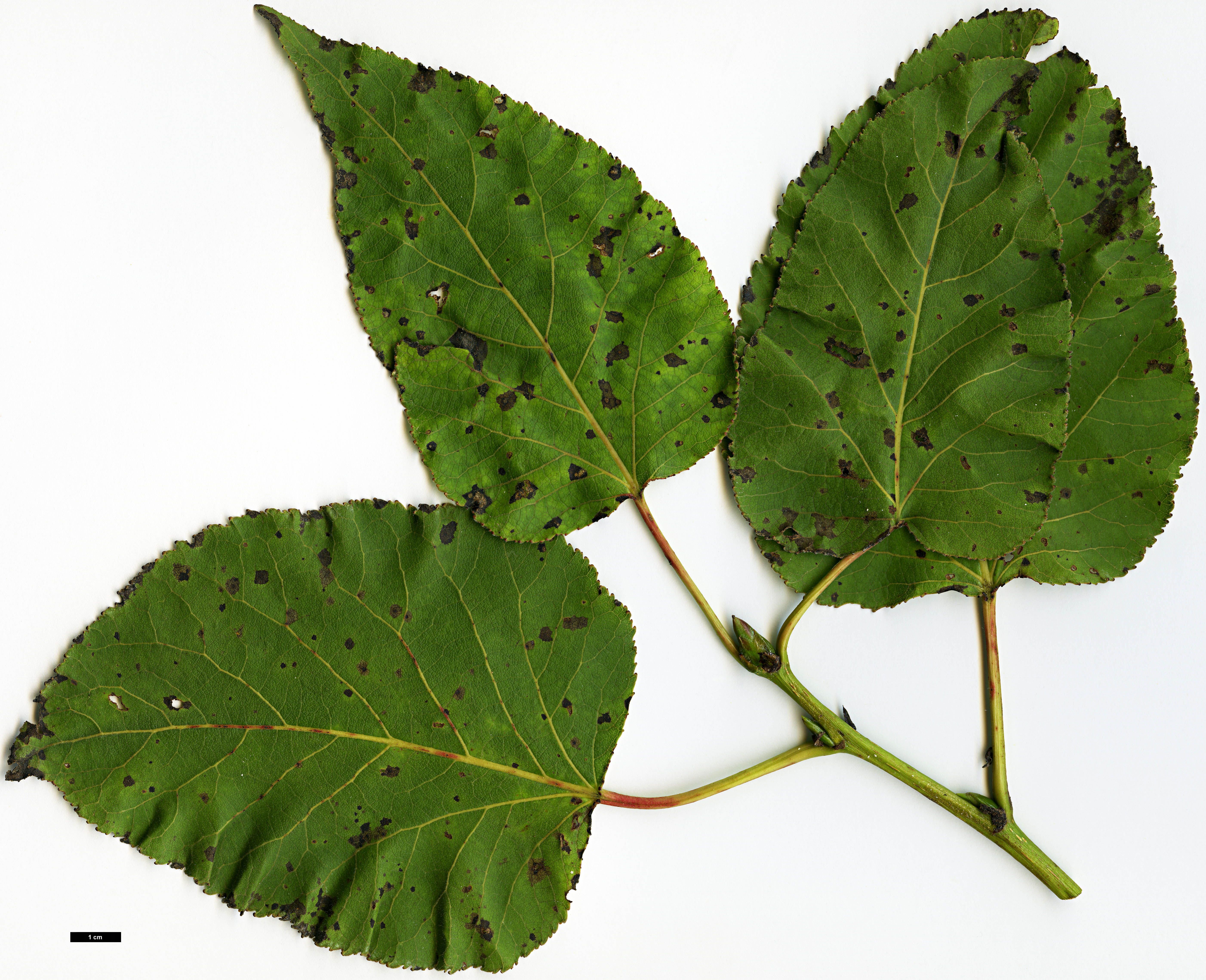 High resolution image: Family: Salicaceae - Genus: Populus - Taxon: ciliata