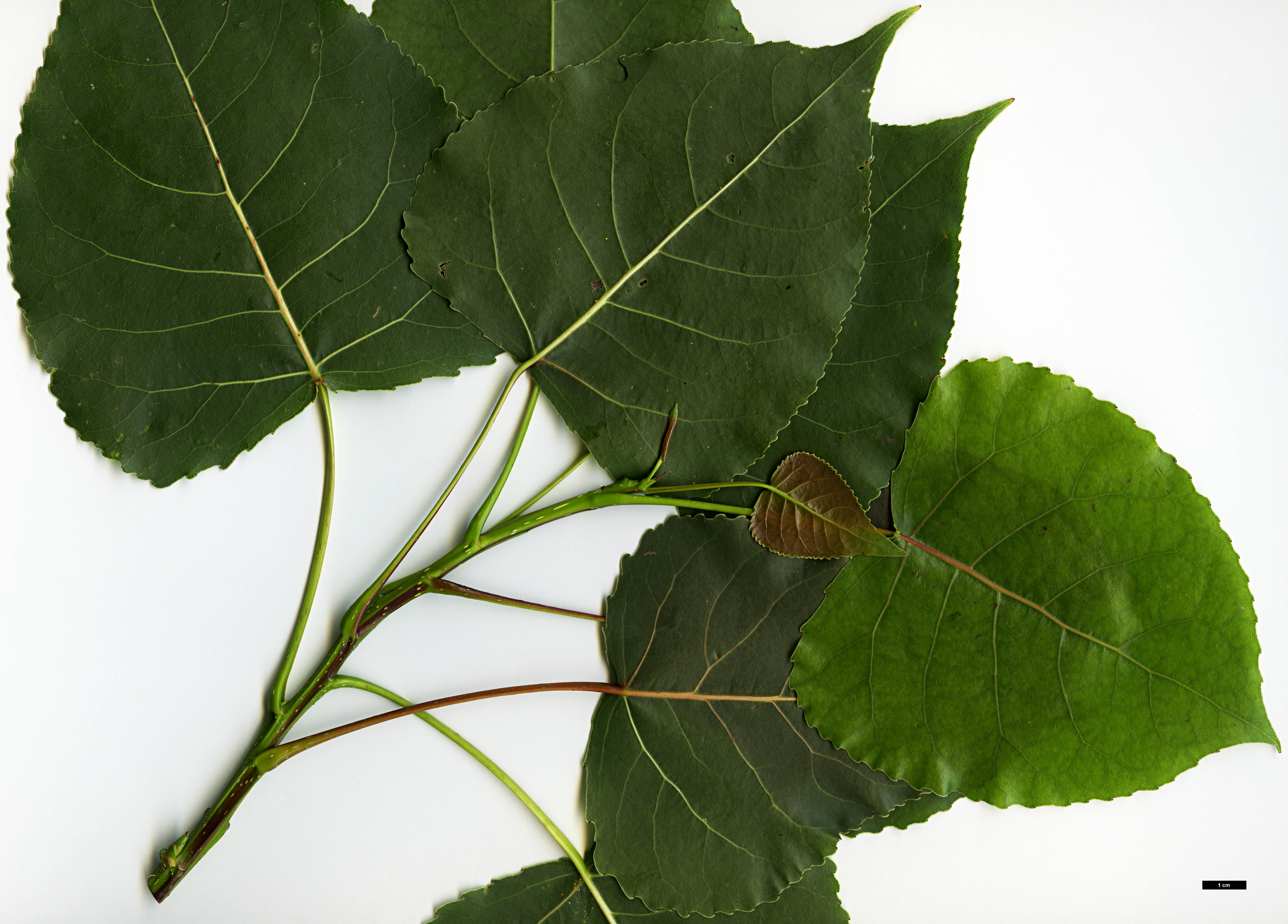 High resolution image: Family: Salicaceae - Genus: Populus - Taxon: deltoides