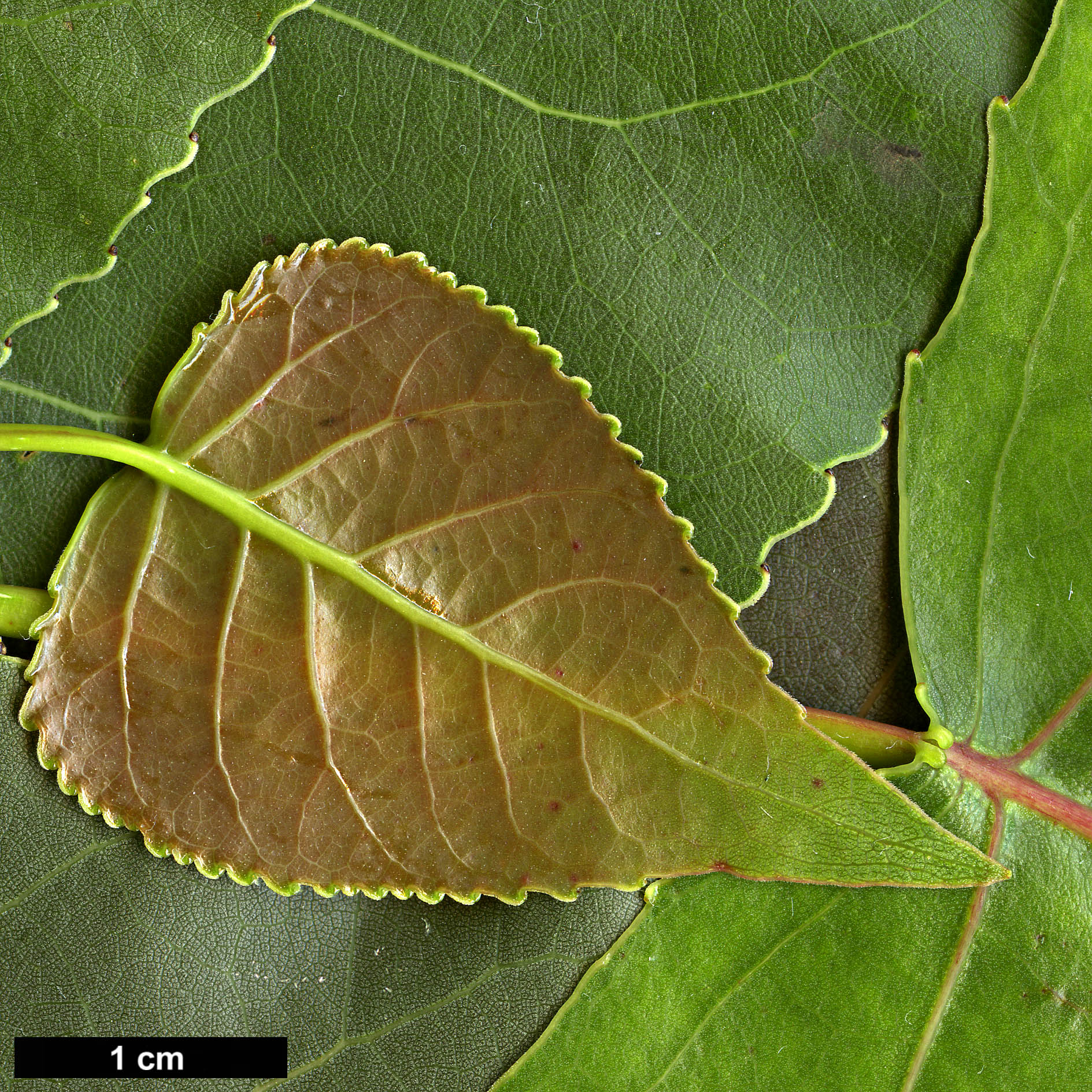 High resolution image: Family: Salicaceae - Genus: Populus - Taxon: deltoides