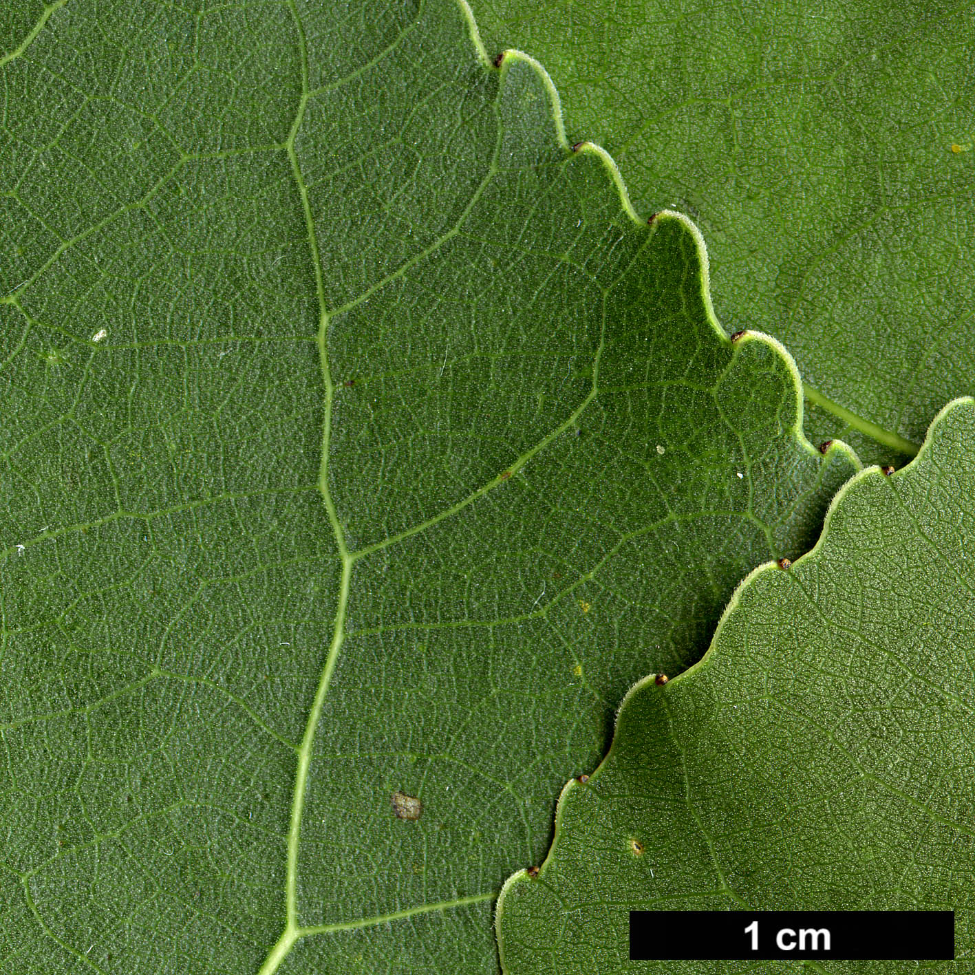 High resolution image: Family: Salicaceae - Genus: Populus - Taxon: deltoides