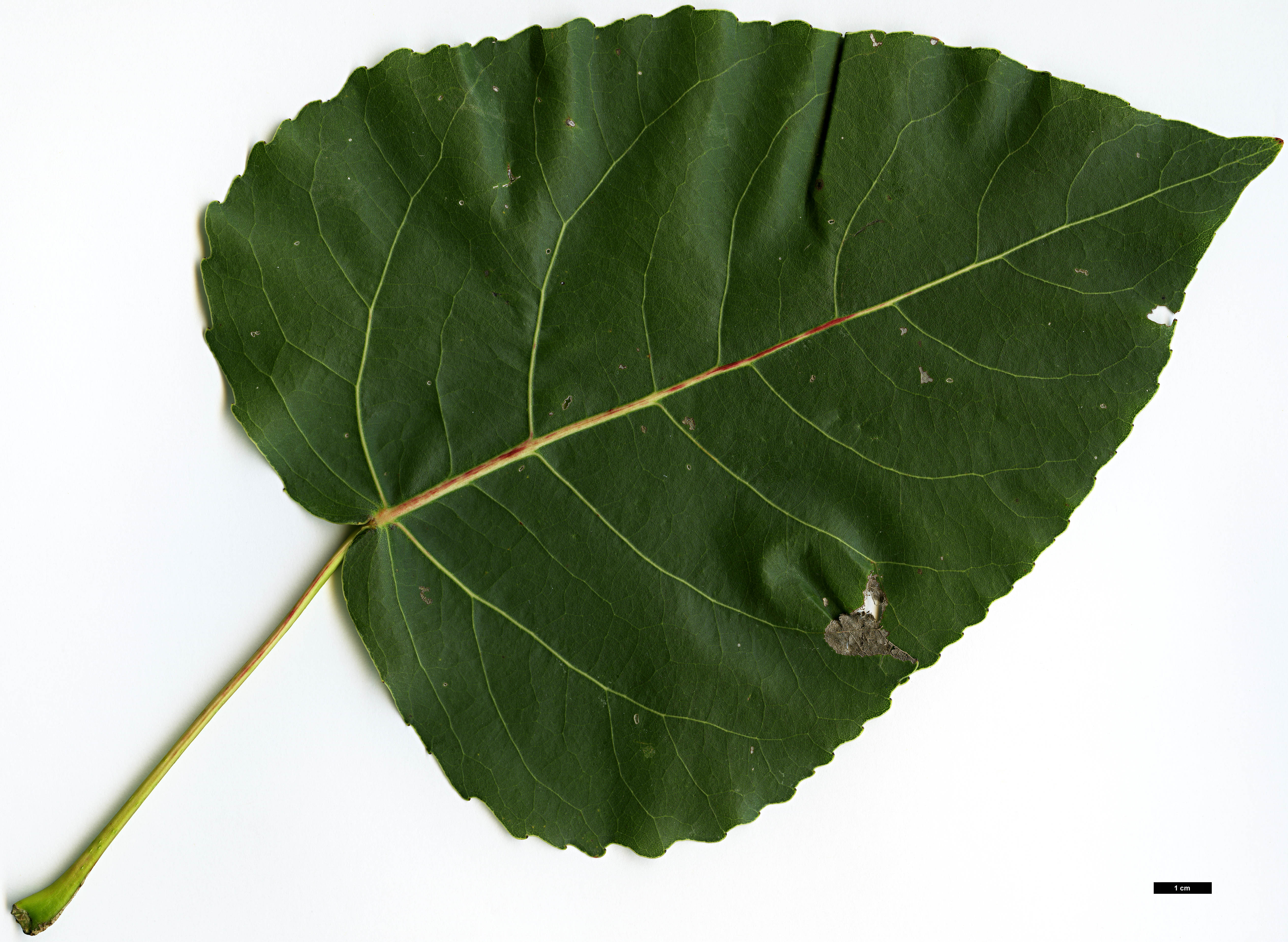 High resolution image: Family: Salicaceae - Genus: Populus - Taxon: deltoides