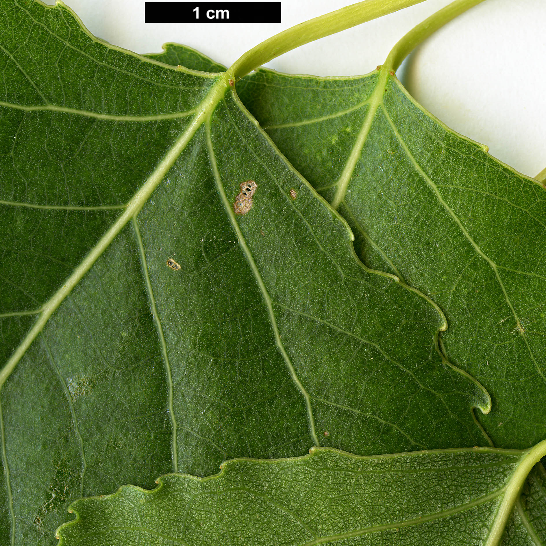 High resolution image: Family: Salicaceae - Genus: Populus - Taxon: fremontii