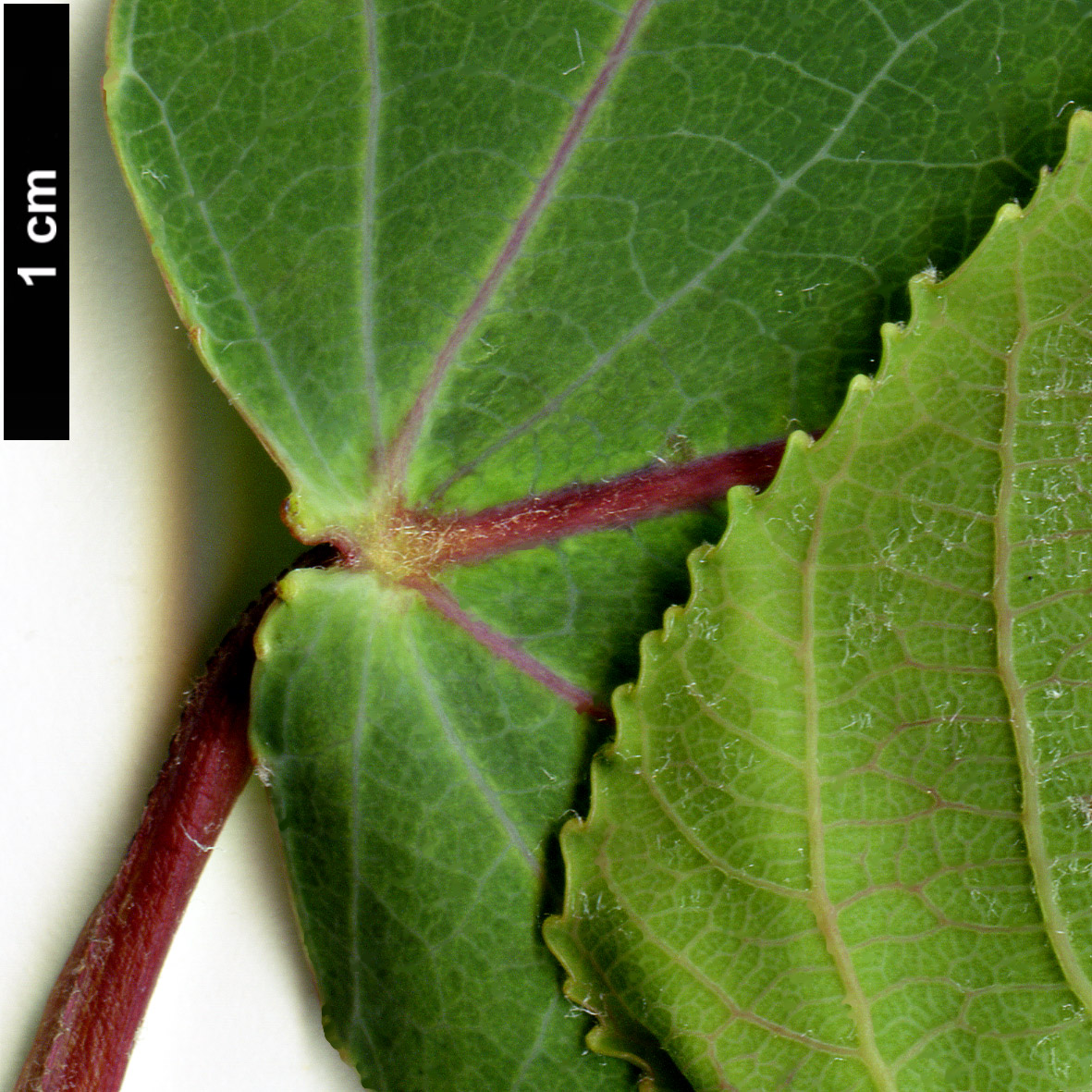 High resolution image: Family: Salicaceae - Genus: Populus - Taxon: glauca