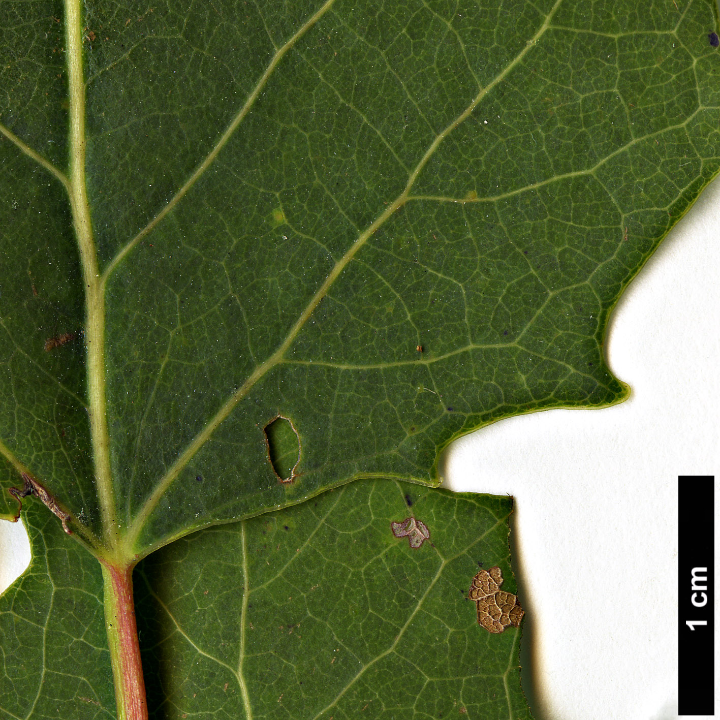 High resolution image: Family: Salicaceae - Genus: Populus - Taxon: grandidentata