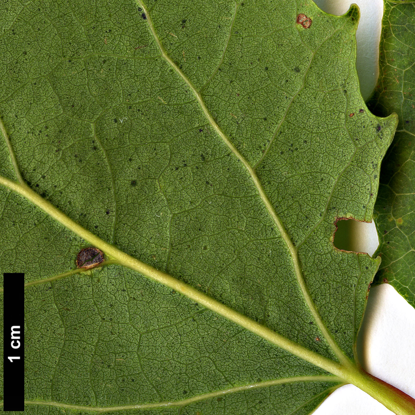 High resolution image: Family: Salicaceae - Genus: Populus - Taxon: grandidentata