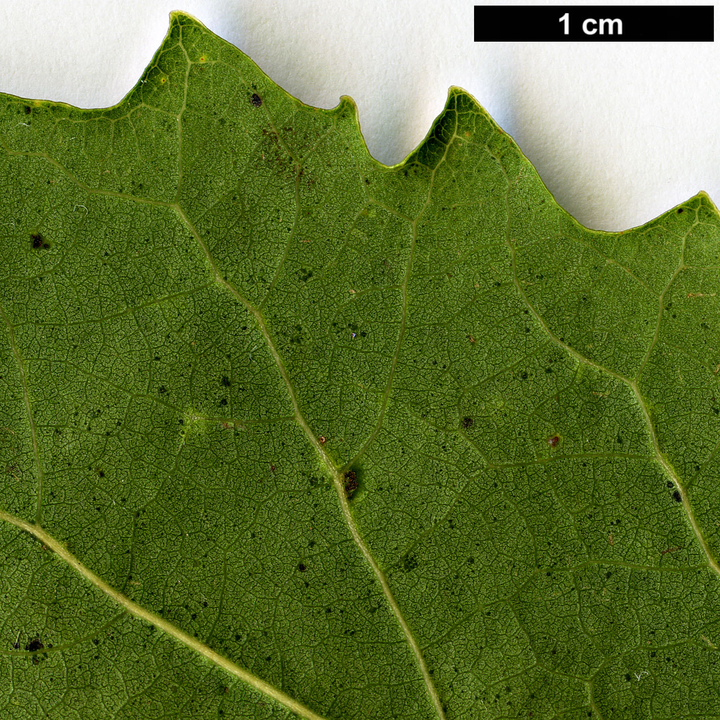 High resolution image: Family: Salicaceae - Genus: Populus - Taxon: grandidentata