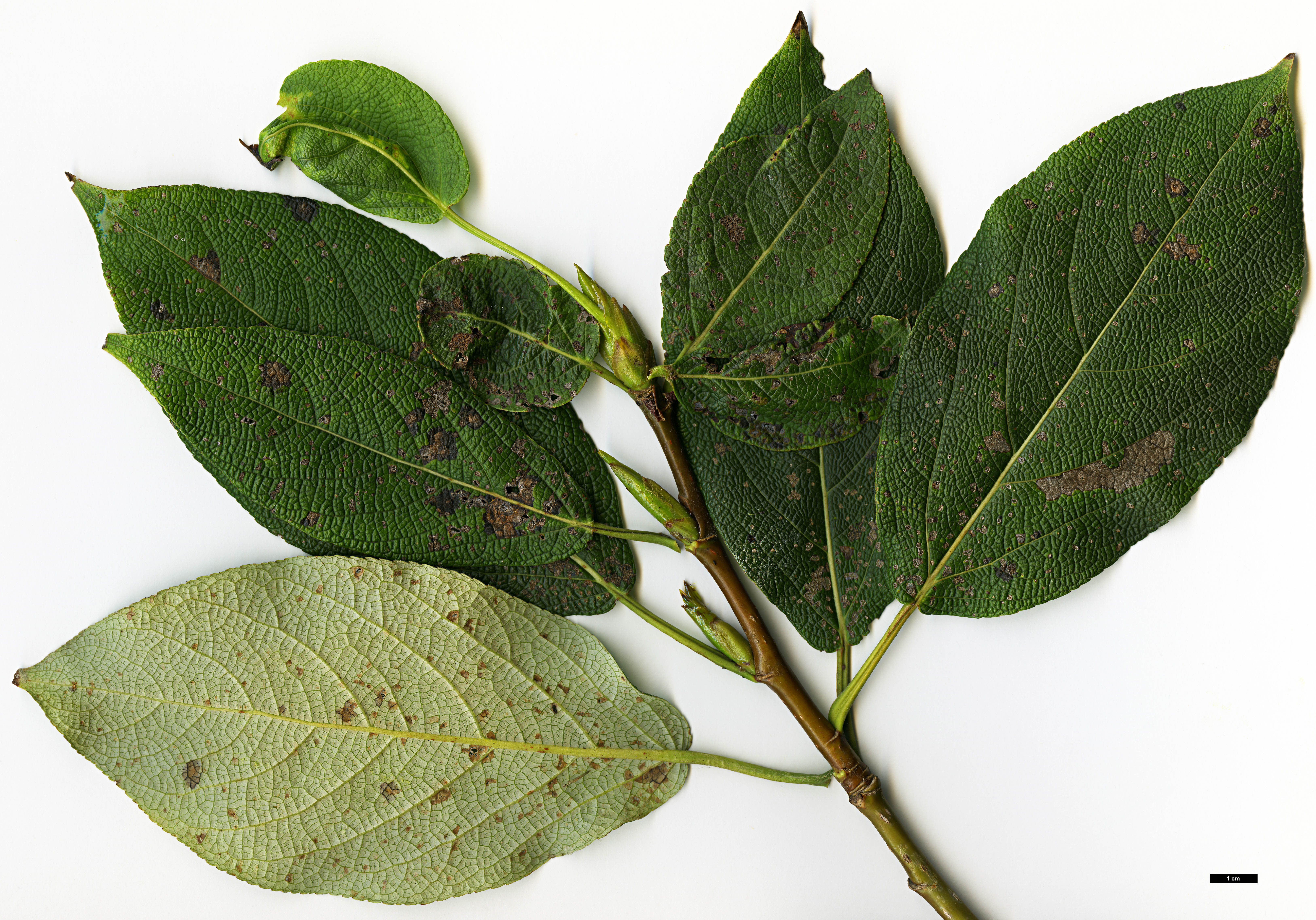 High resolution image: Family: Salicaceae - Genus: Populus - Taxon: koreana