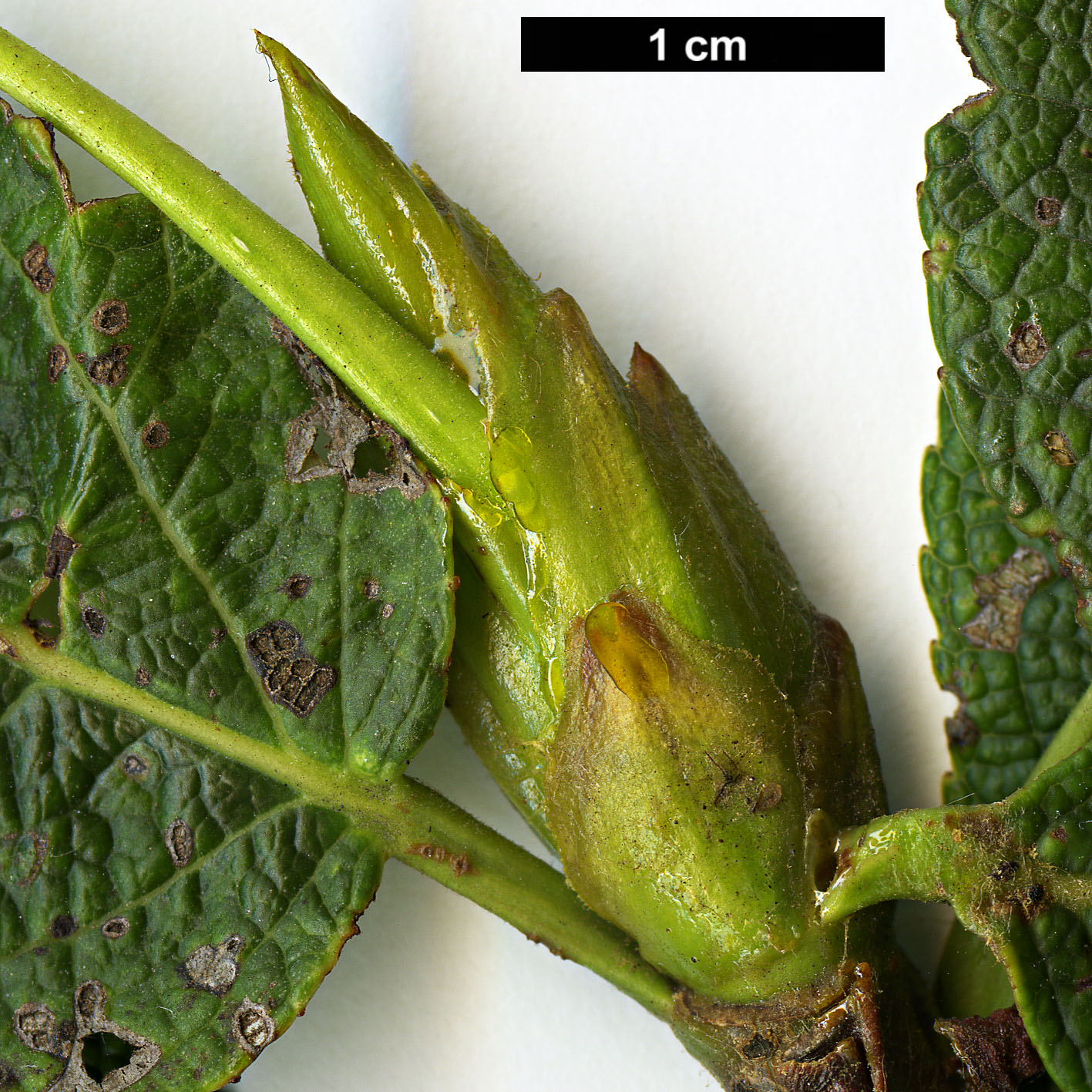 High resolution image: Family: Salicaceae - Genus: Populus - Taxon: koreana