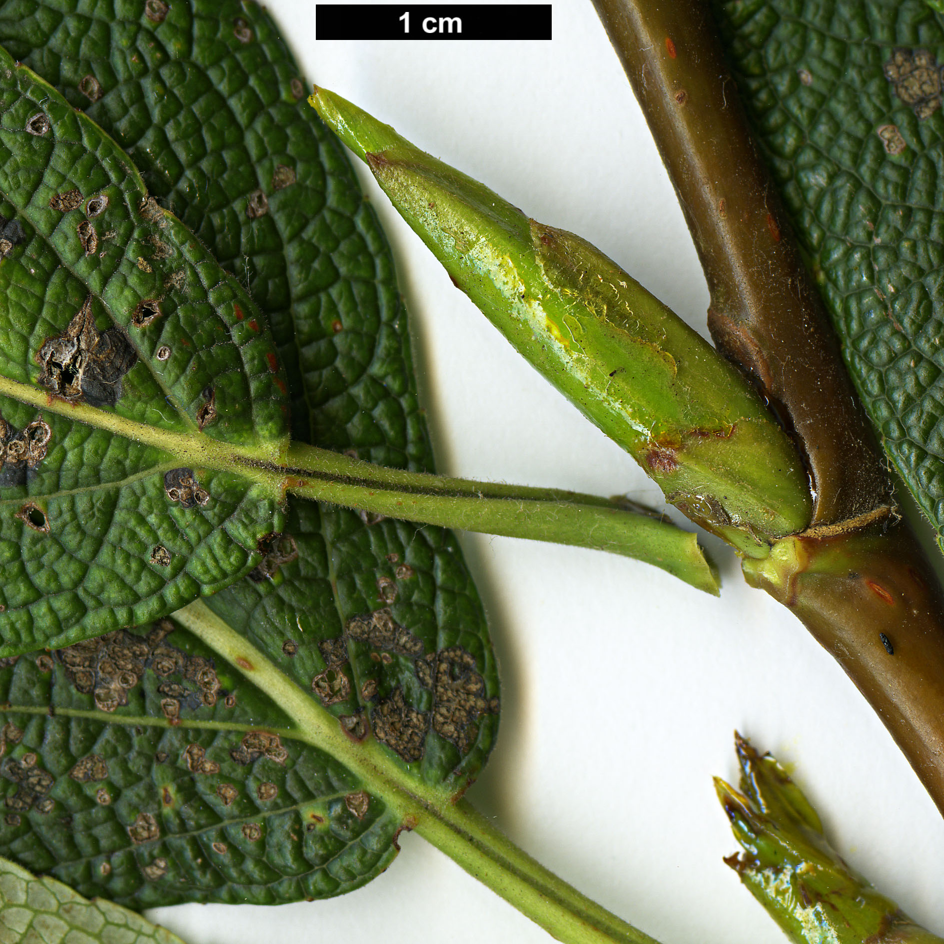 High resolution image: Family: Salicaceae - Genus: Populus - Taxon: koreana