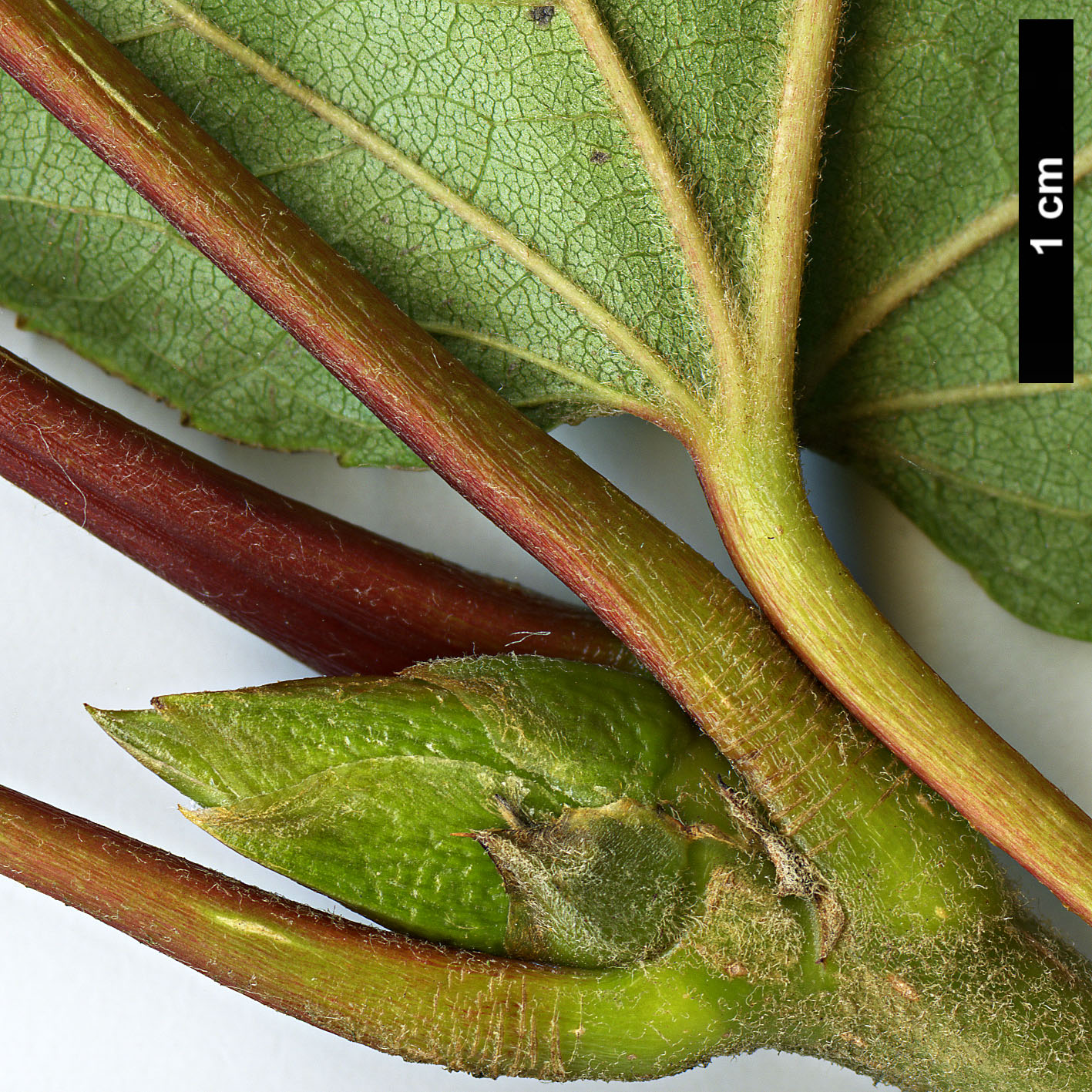 High resolution image: Family: Salicaceae - Genus: Populus - Taxon: lasiocarpa