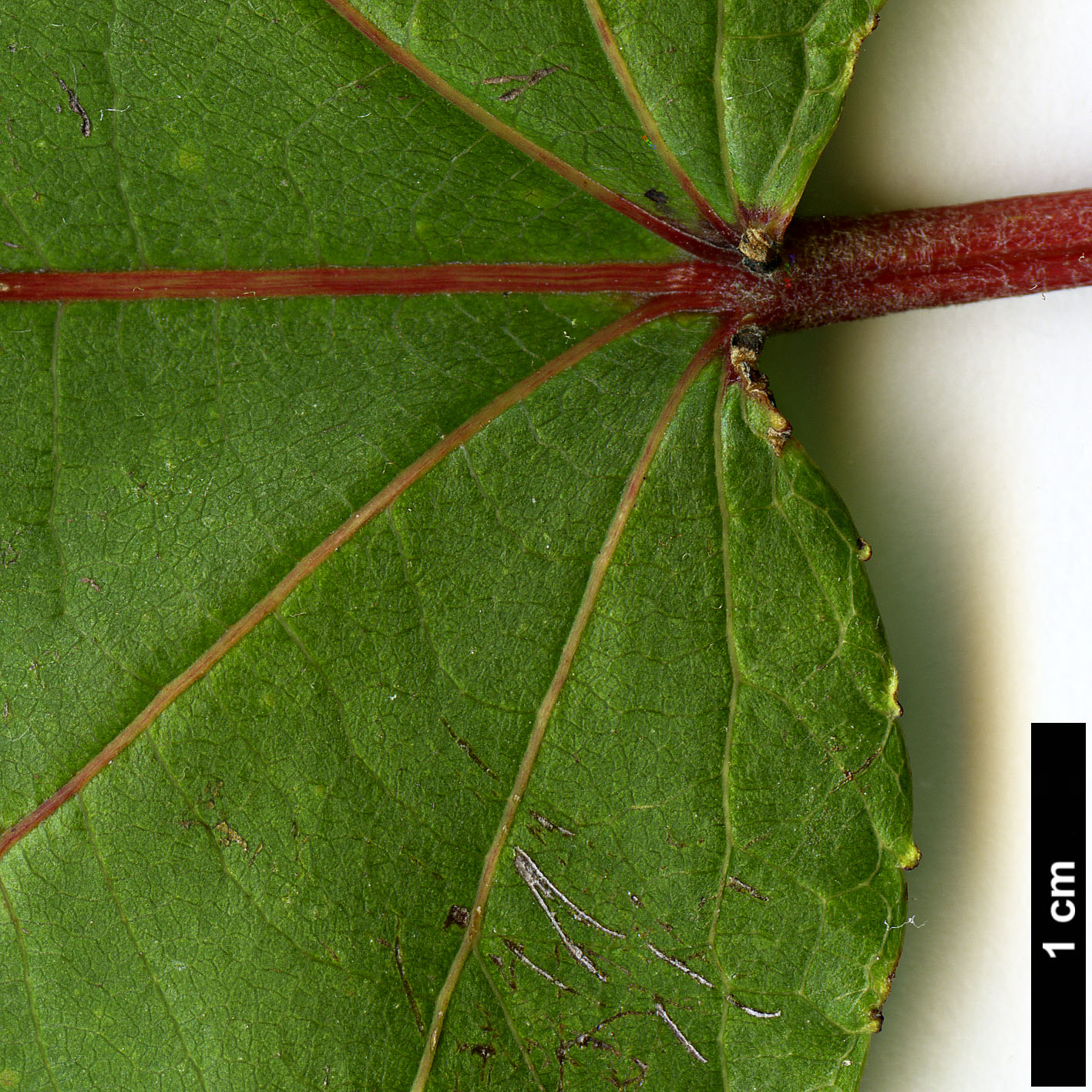 High resolution image: Family: Salicaceae - Genus: Populus - Taxon: lasiocarpa