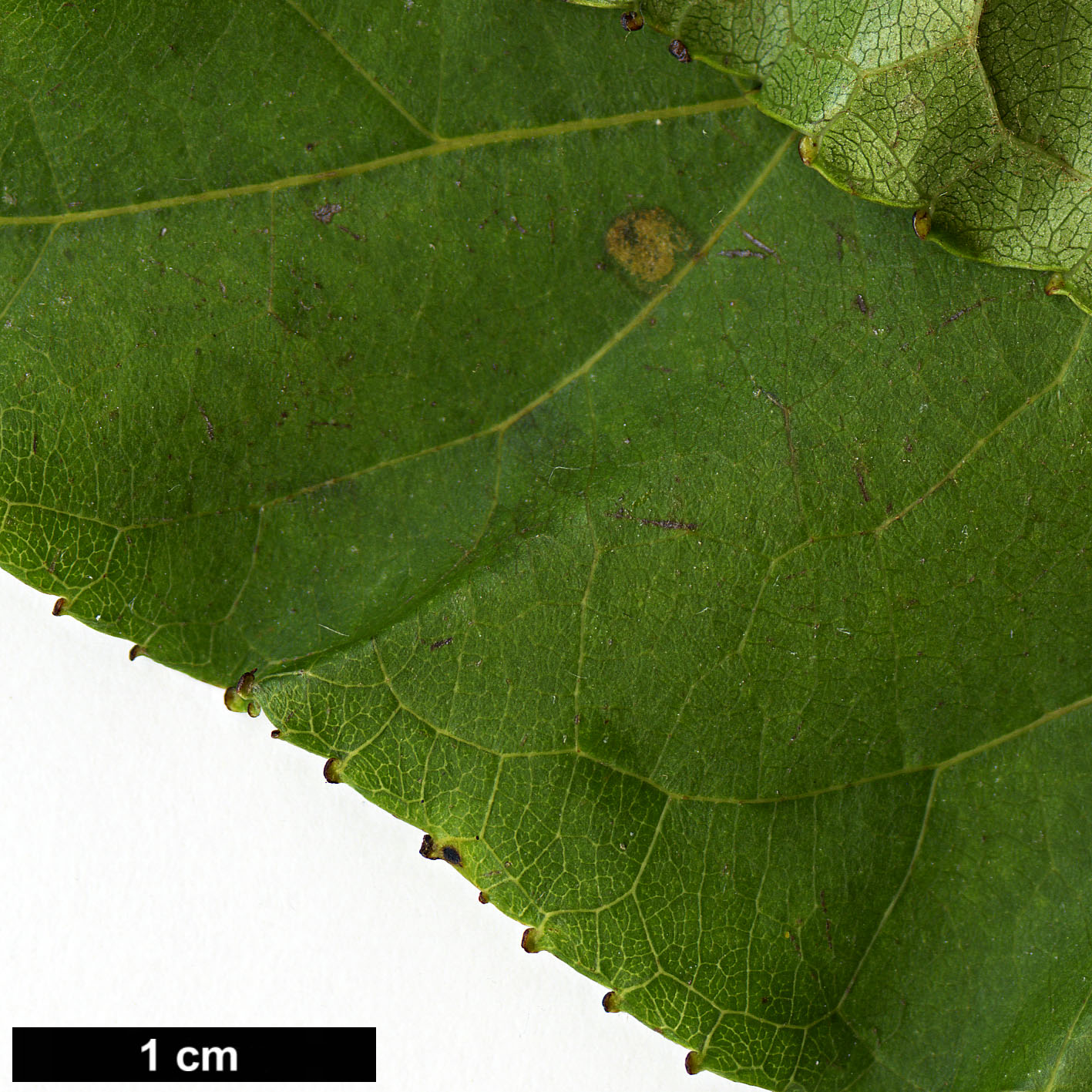 High resolution image: Family: Salicaceae - Genus: Populus - Taxon: lasiocarpa