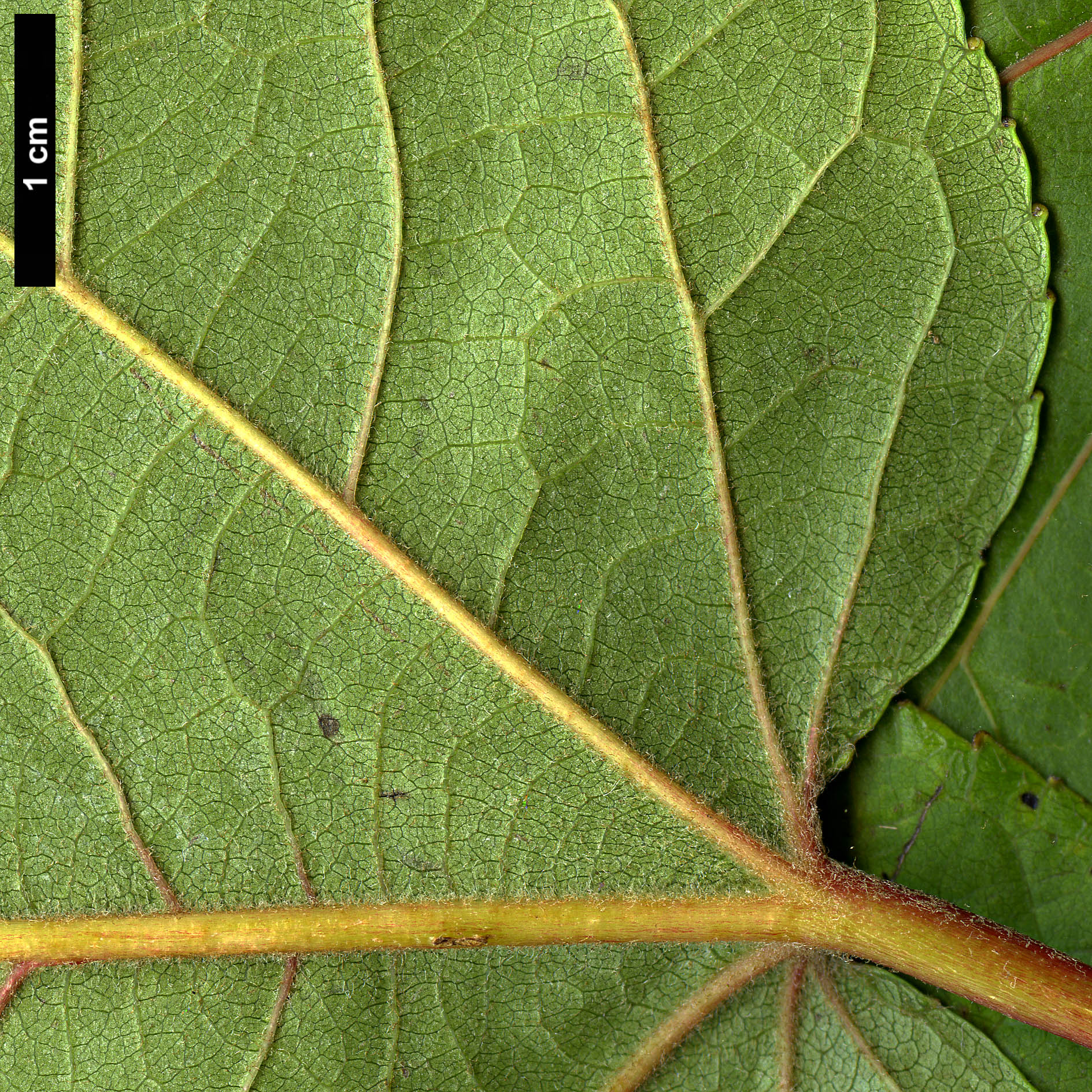 High resolution image: Family: Salicaceae - Genus: Populus - Taxon: lasiocarpa