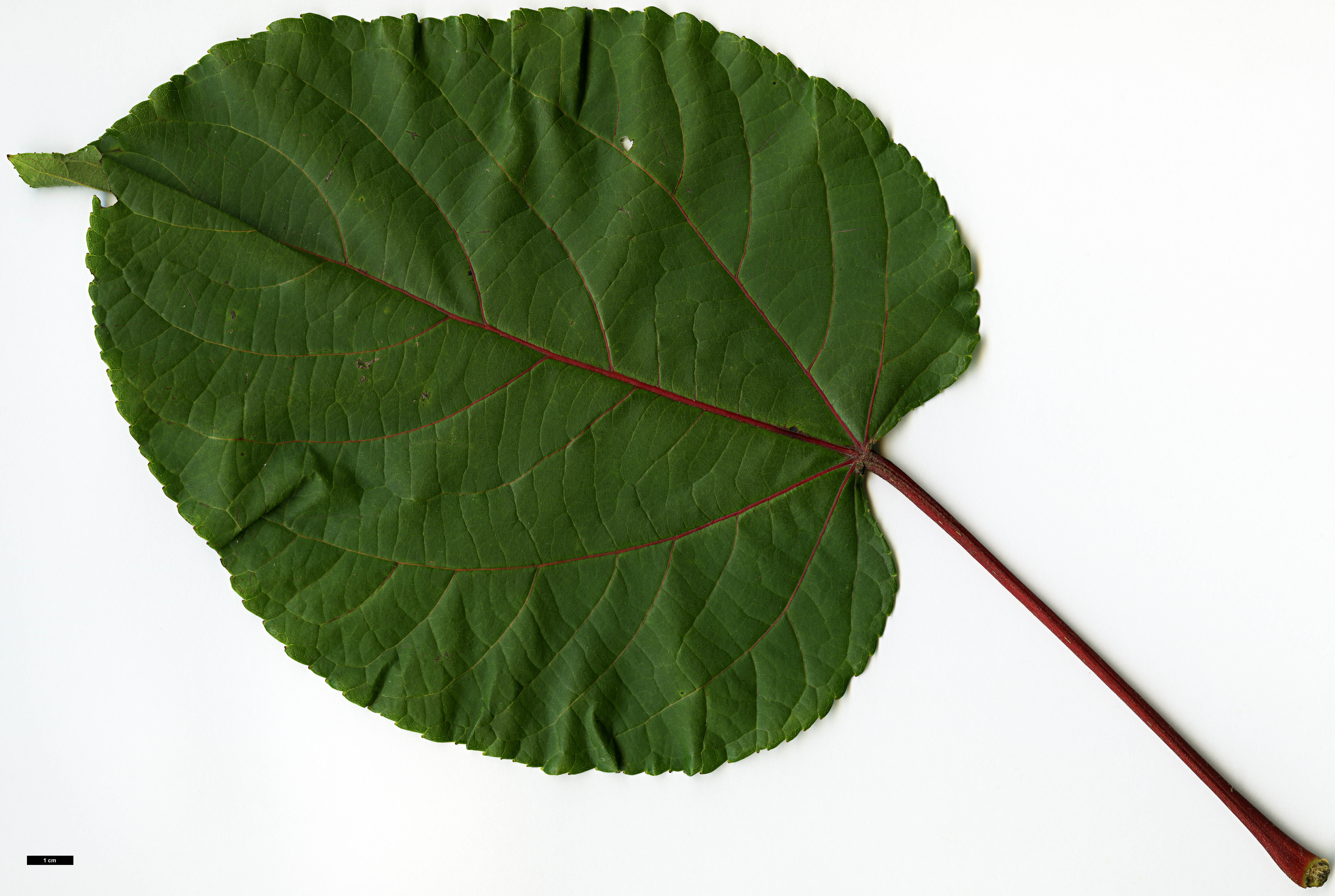 High resolution image: Family: Salicaceae - Genus: Populus - Taxon: lasiocarpa