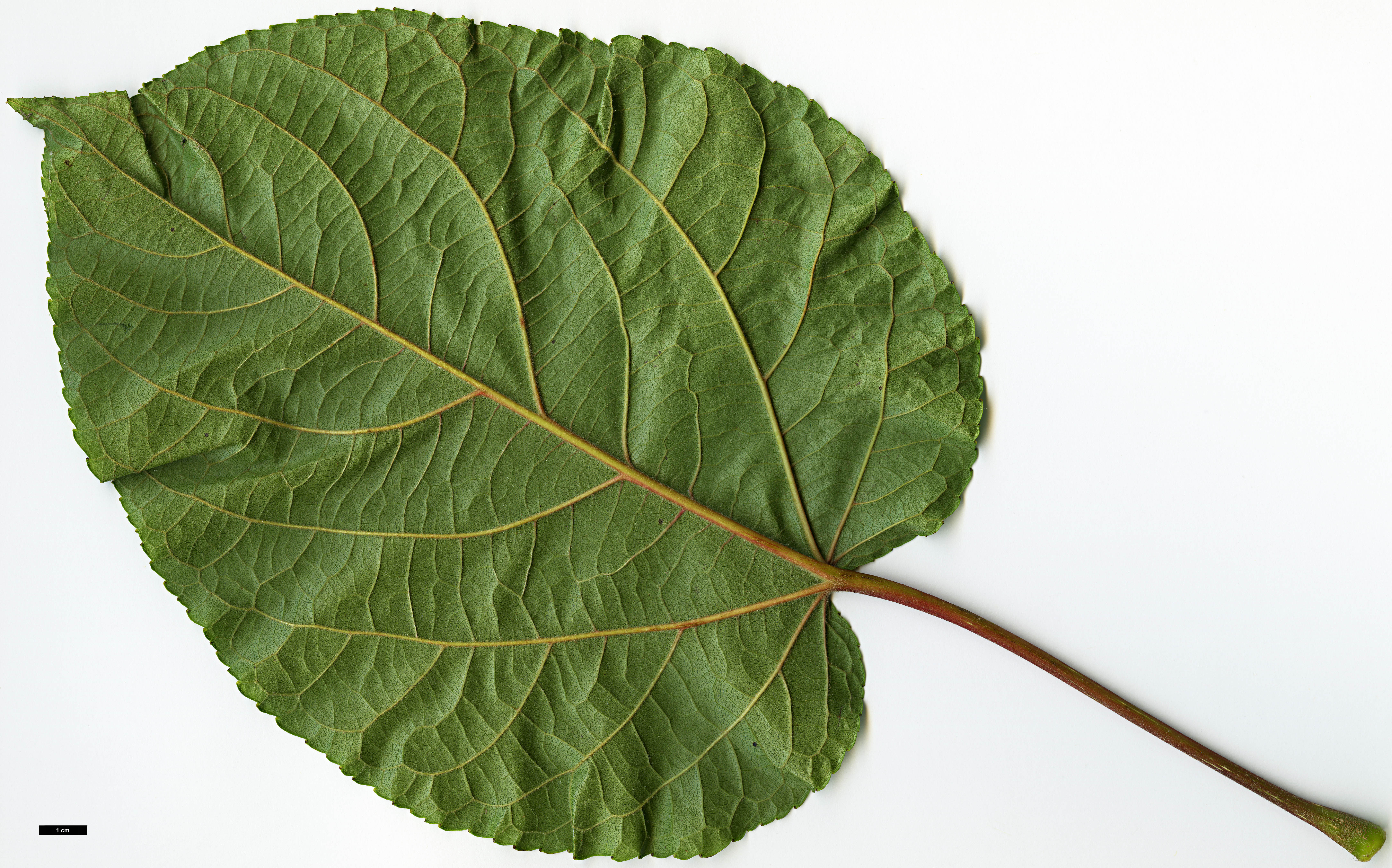 High resolution image: Family: Salicaceae - Genus: Populus - Taxon: lasiocarpa