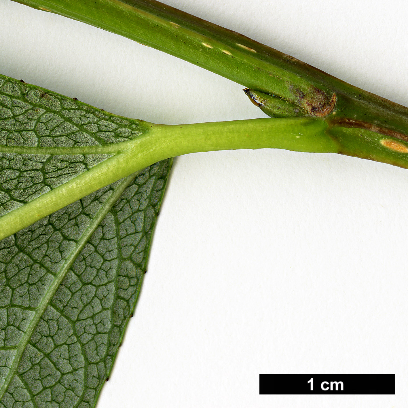 High resolution image: Family: Salicaceae - Genus: Populus - Taxon: laurifolia