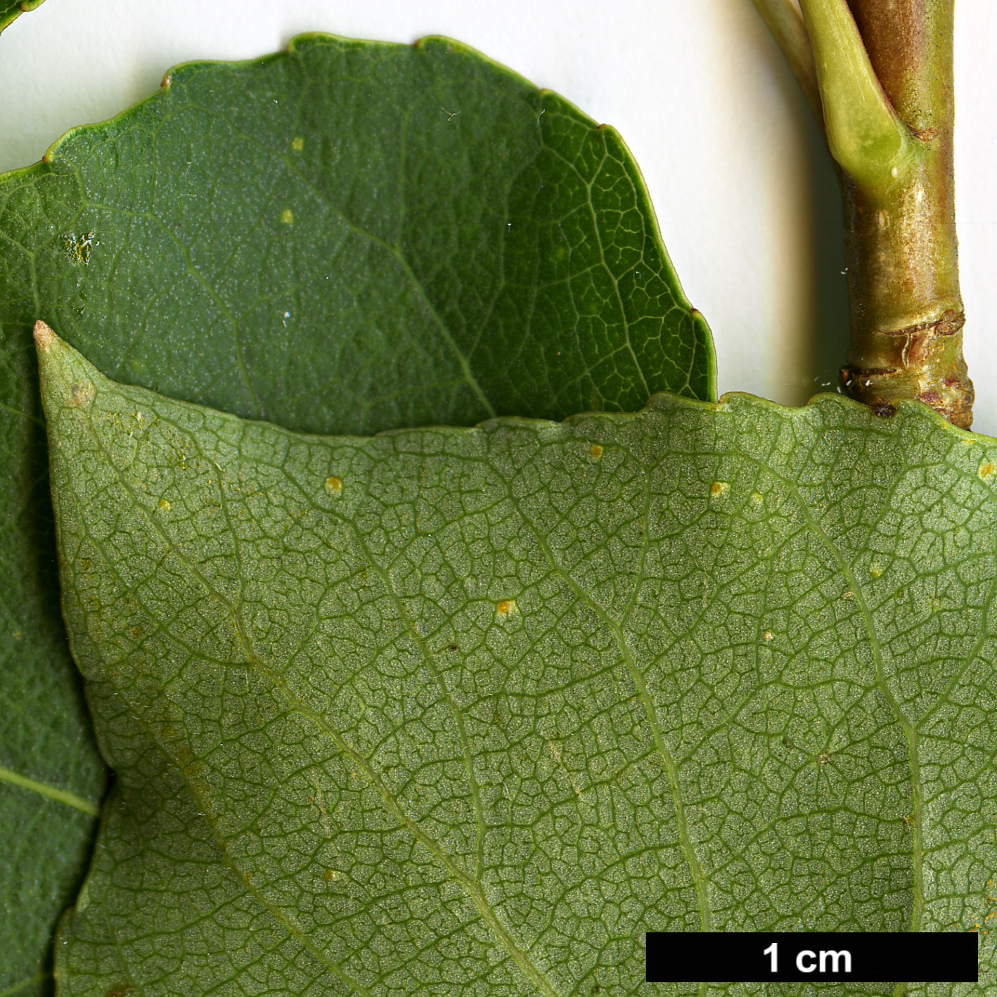 High resolution image: Family: Salicaceae - Genus: Populus - Taxon: nigra